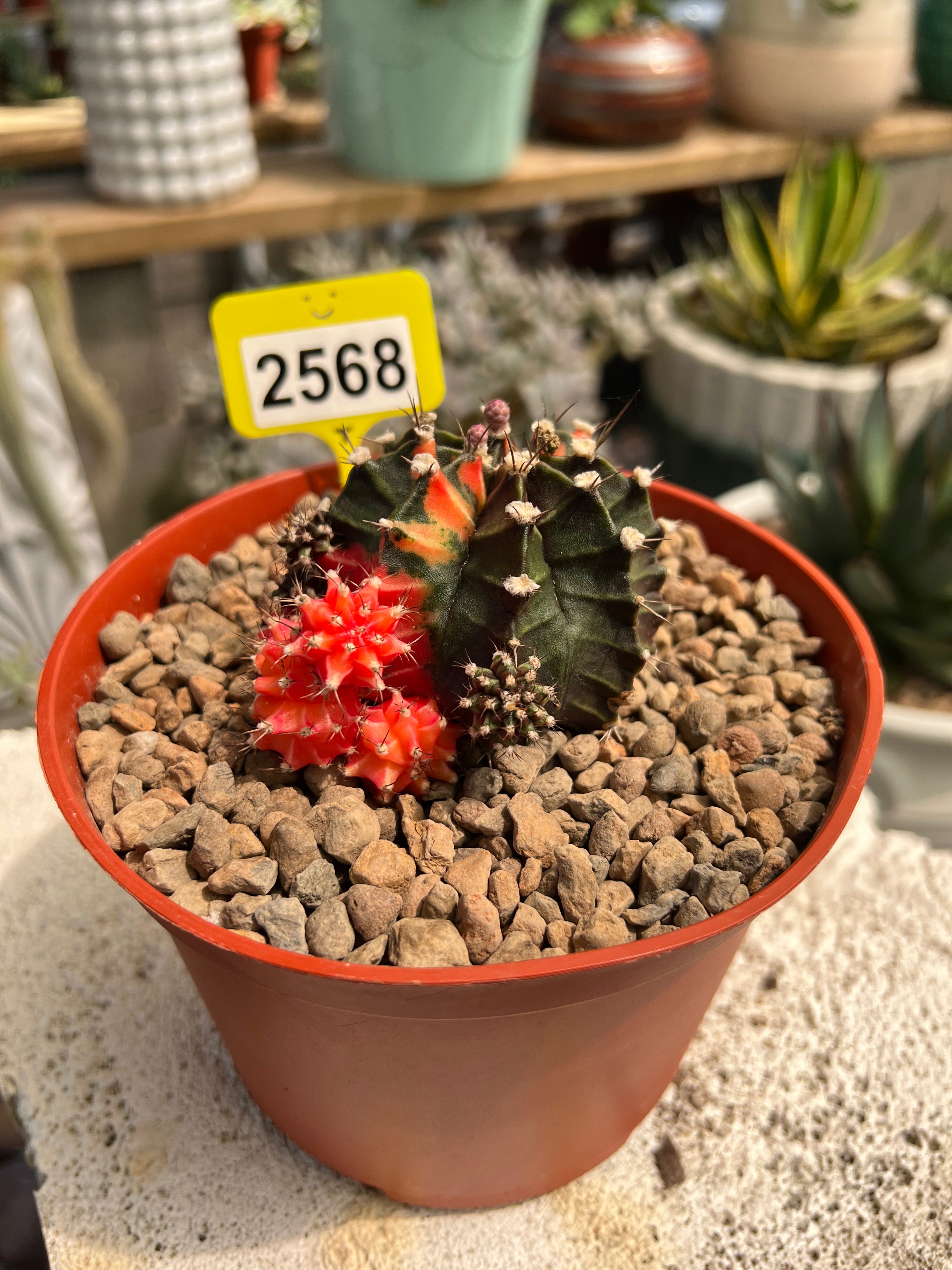 Variegated Gymnocalycium mihanovichii #2568