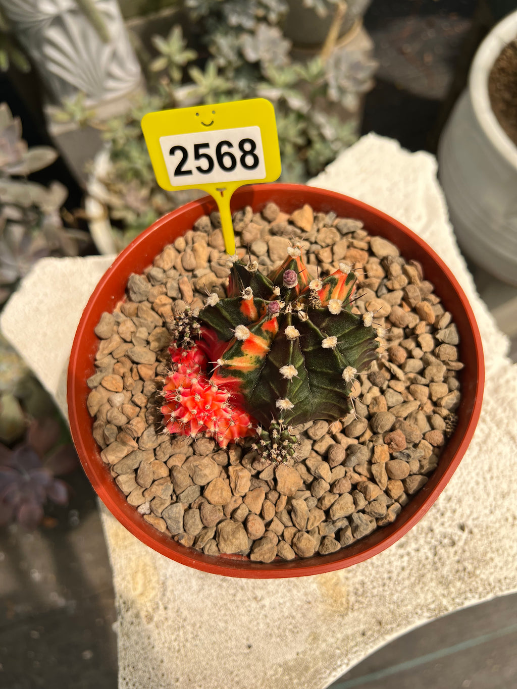 Variegated Gymnocalycium mihanovichii #2568