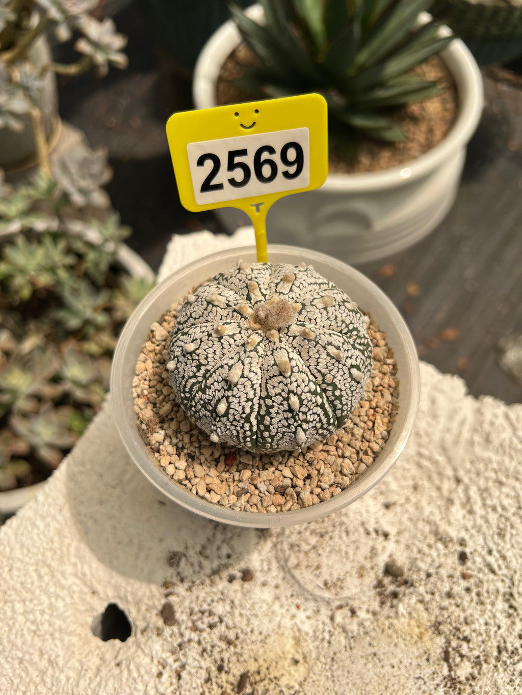 Astrophytum asterias "Super Kabuto" #2569