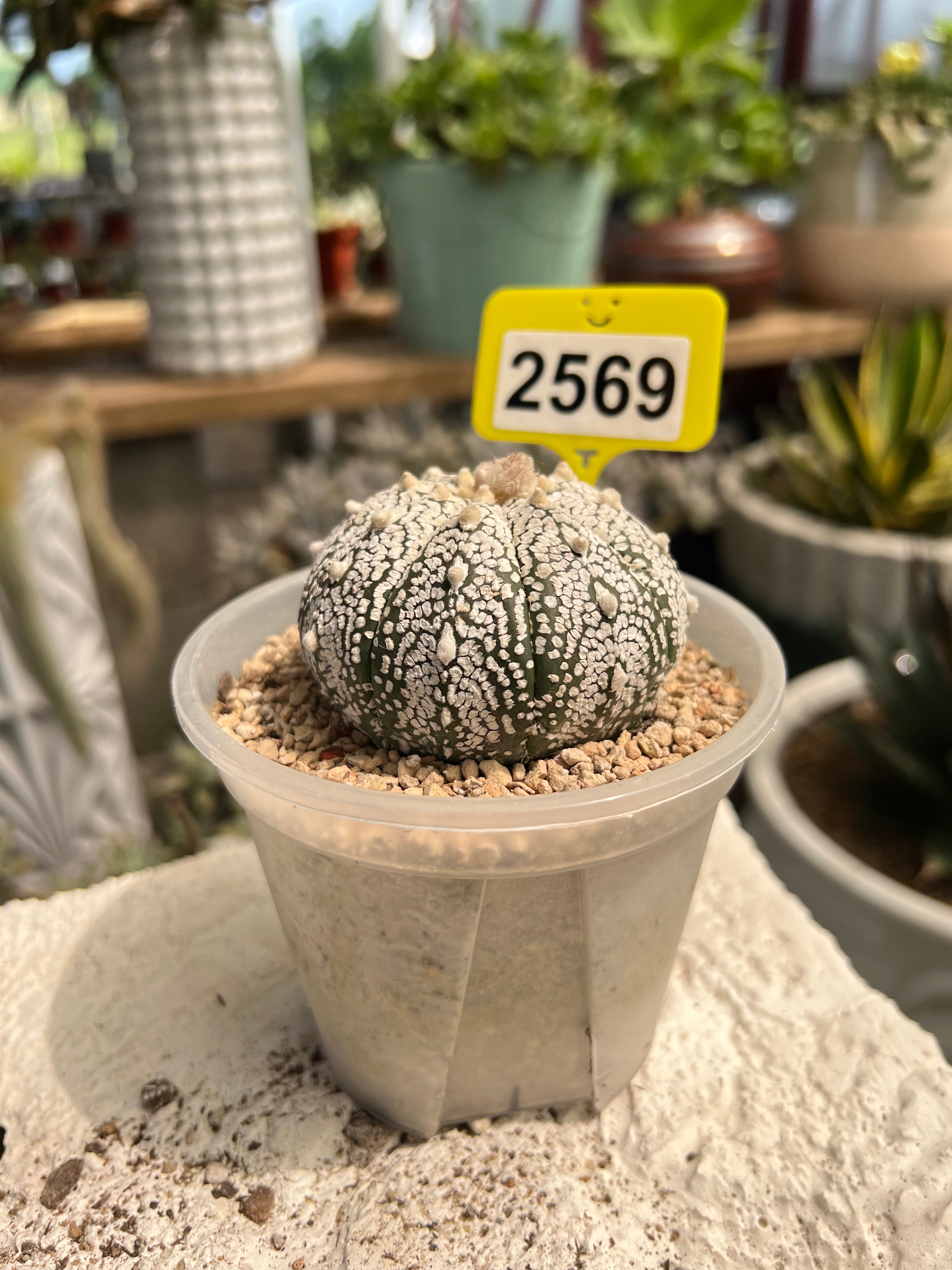 Astrophytum asterias "Super Kabuto" #2569