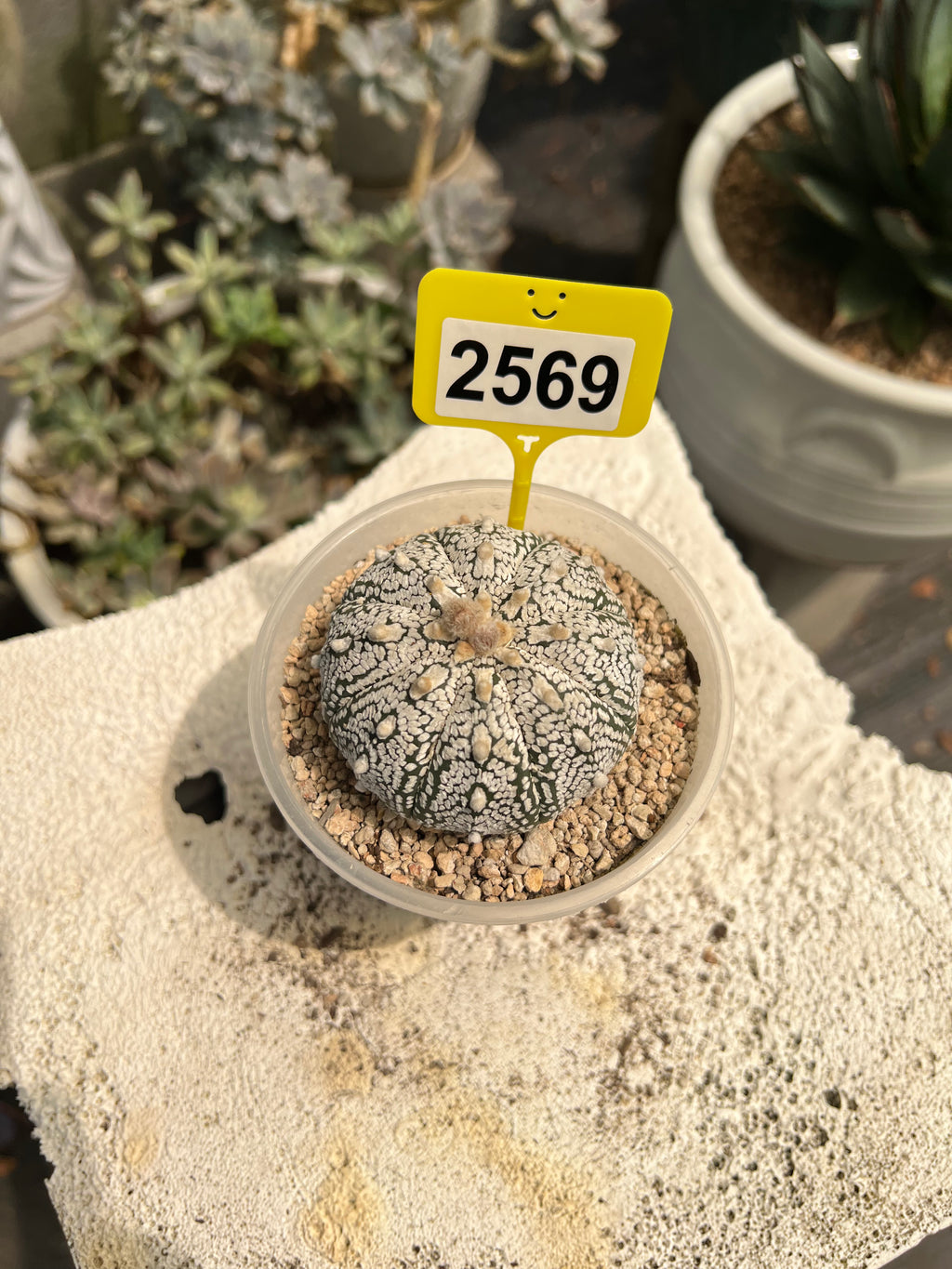 Astrophytum asterias "Super Kabuto" #2569