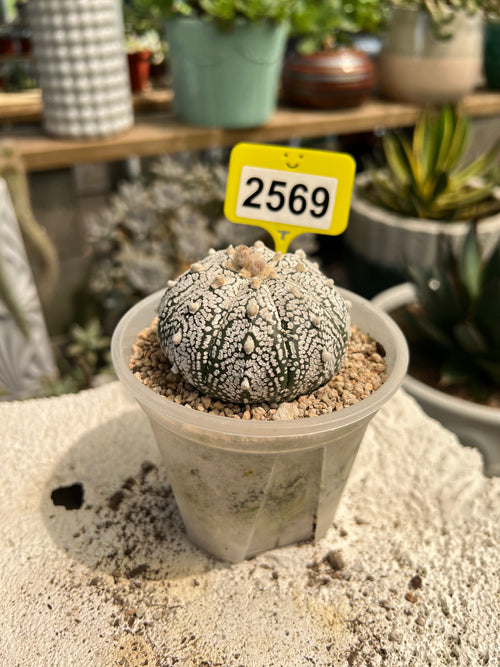 Astrophytum asterias "Super Kabuto" #2569