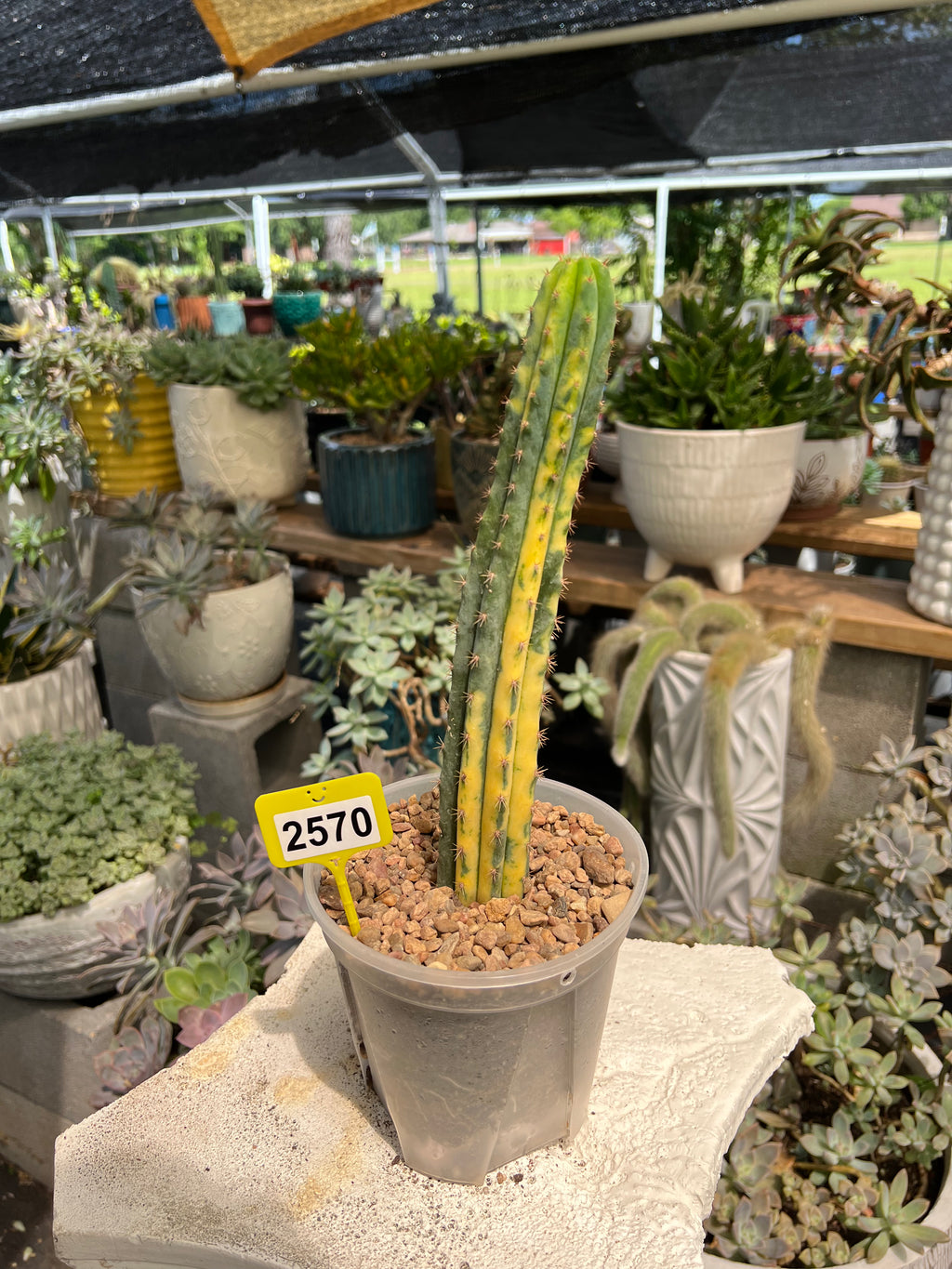 Variegated San Pedro #2570
