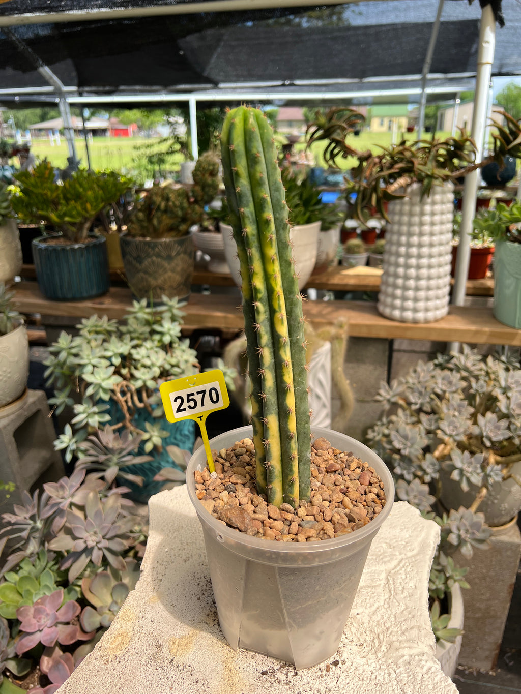 Variegated San Pedro #2570