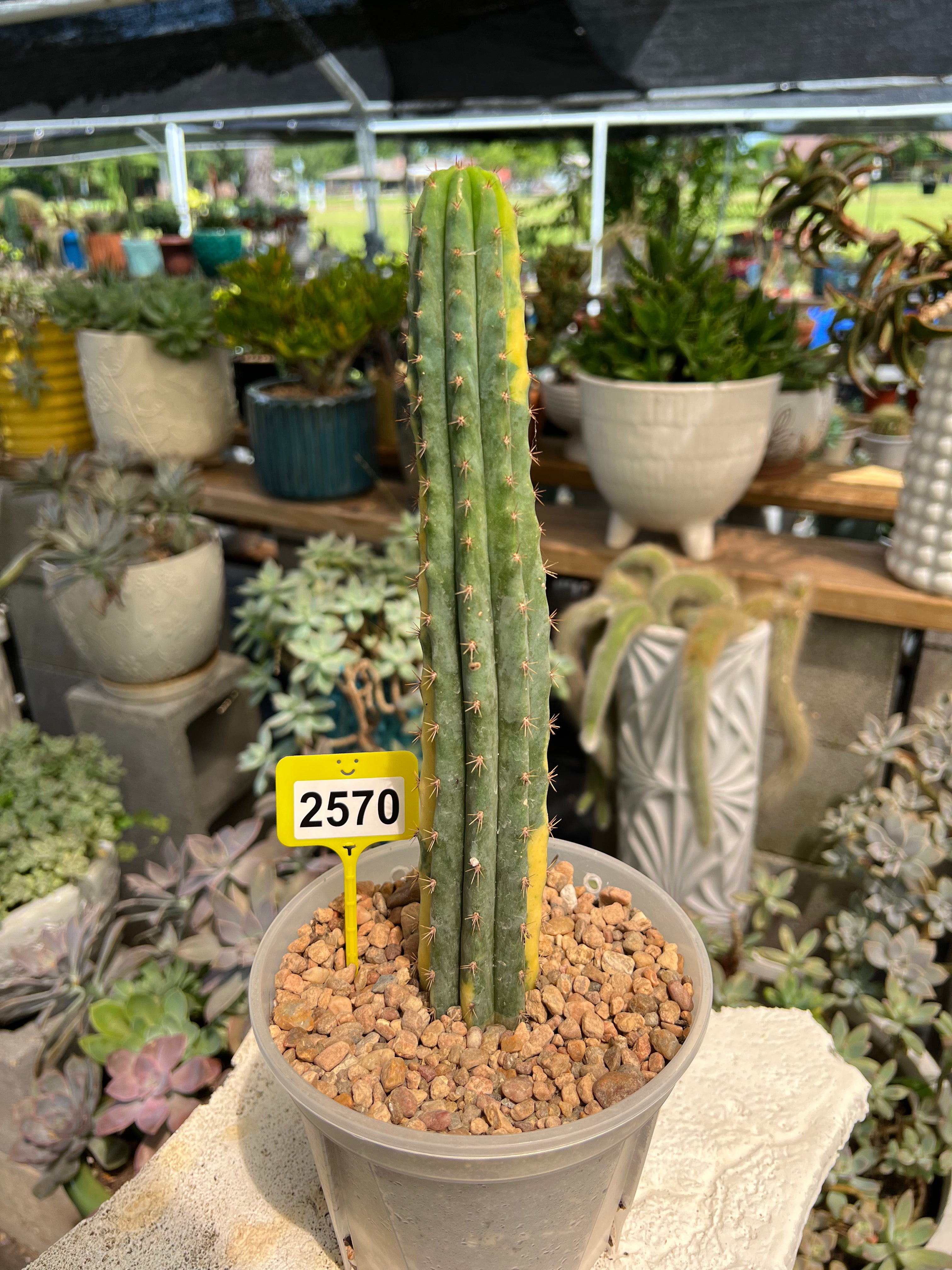 Variegated San Pedro #2570