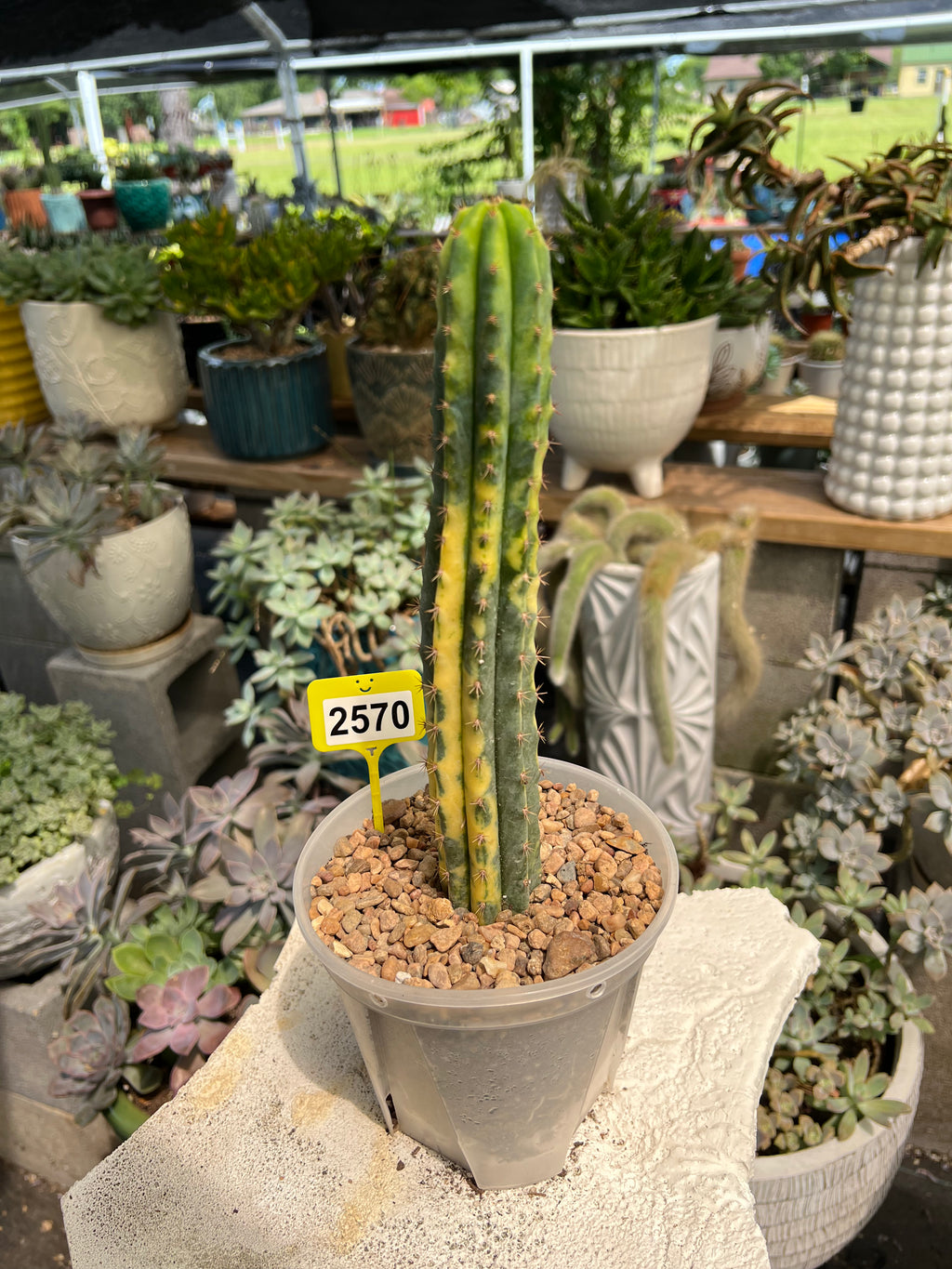 Variegated San Pedro #2570
