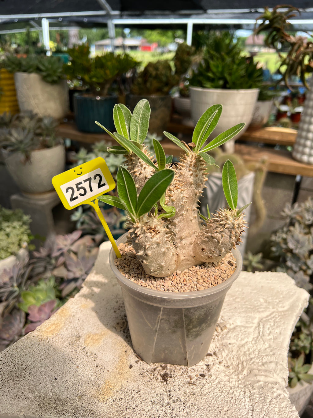 Pachypodium #2572