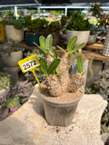 Pachypodium #2572