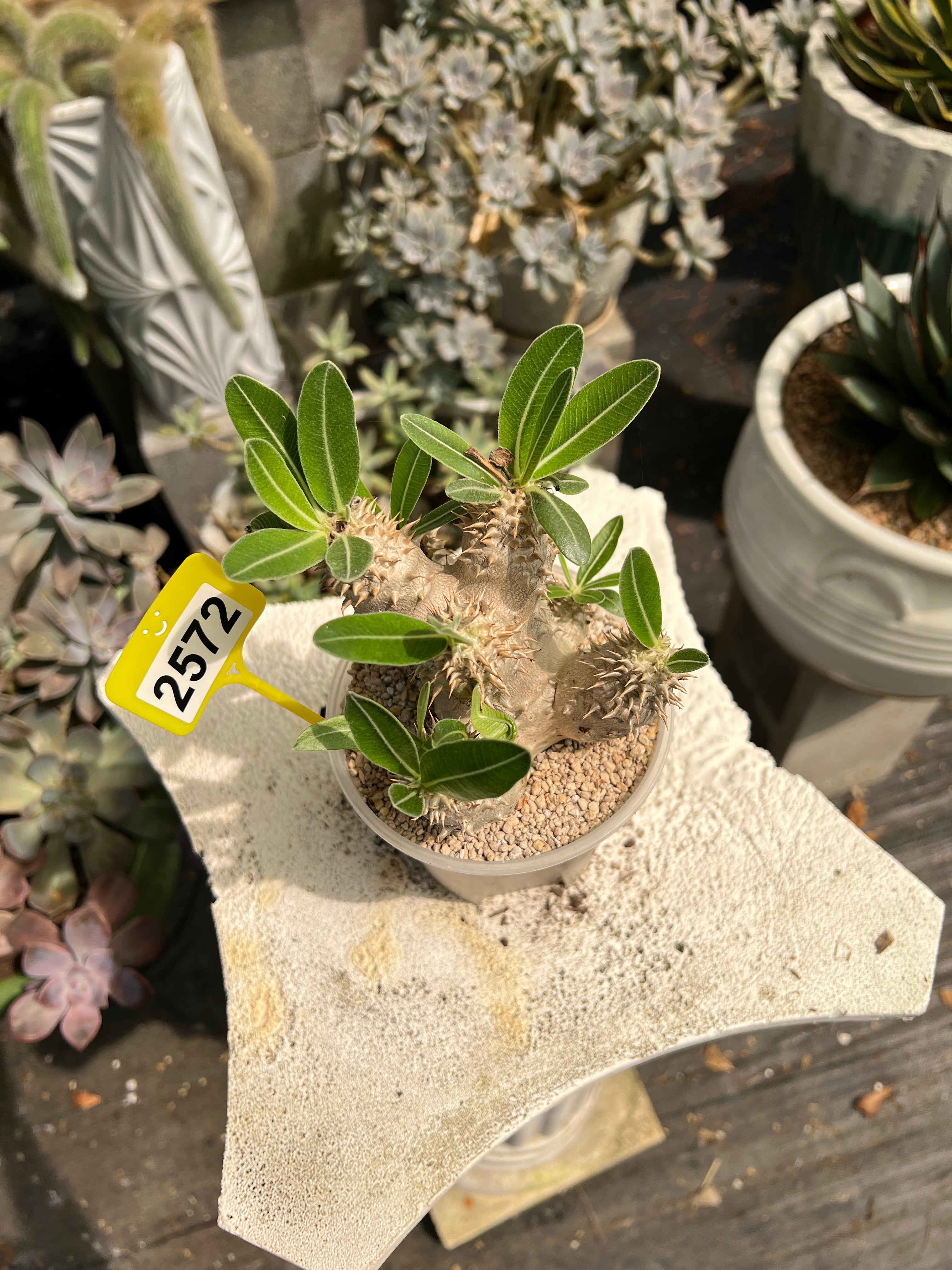 Pachypodium #2572