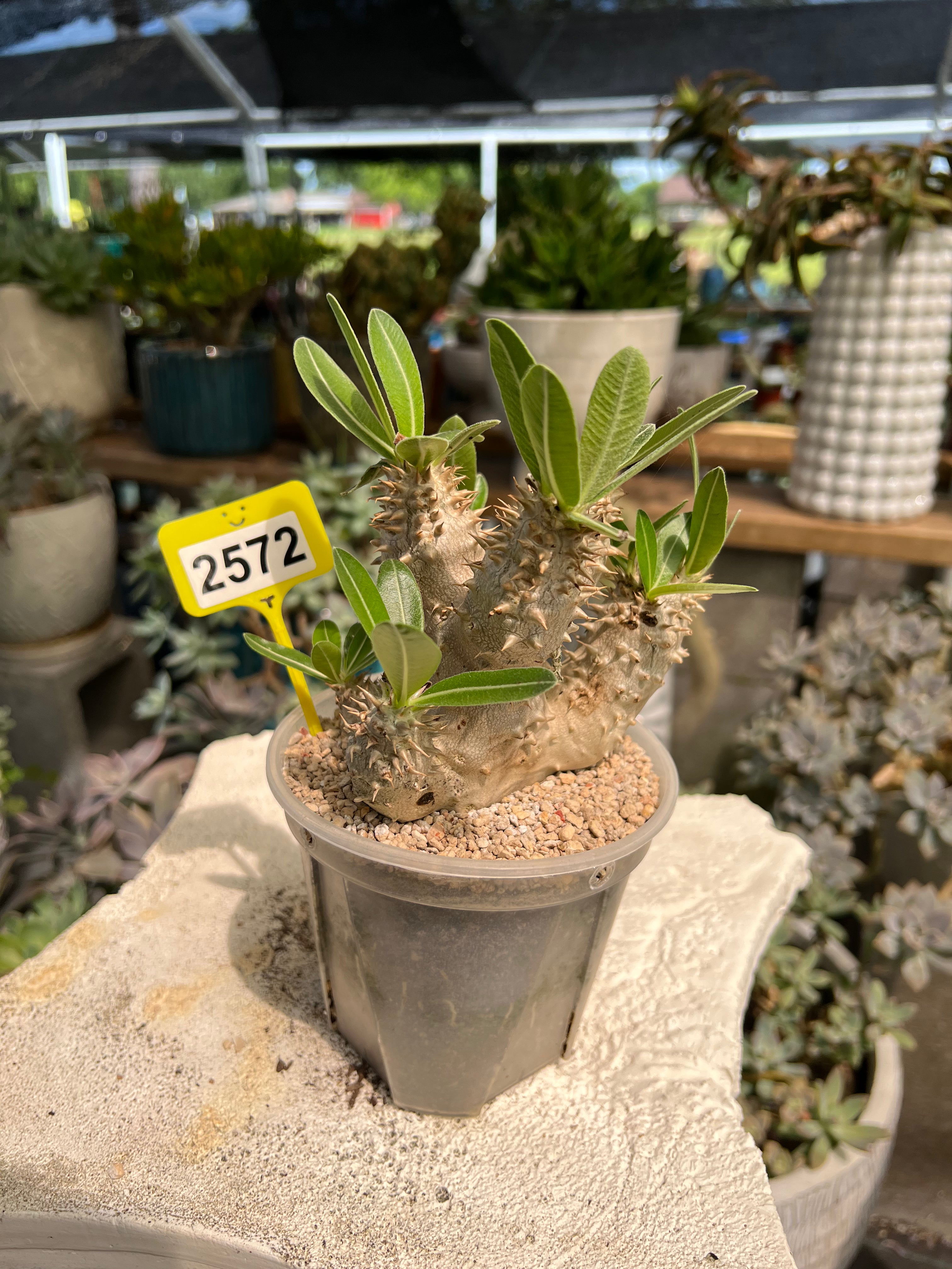 Pachypodium #2572