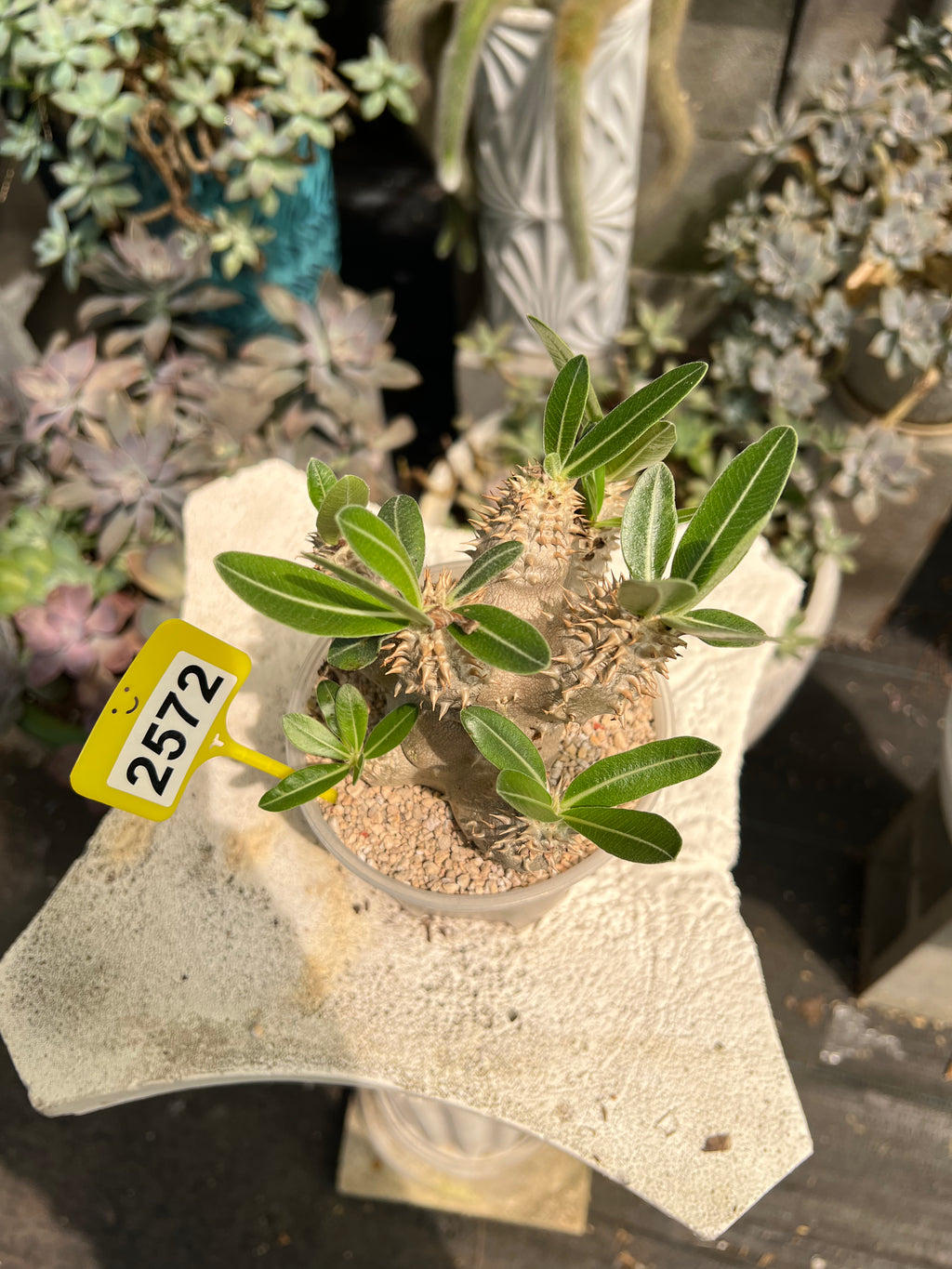 Pachypodium #2572