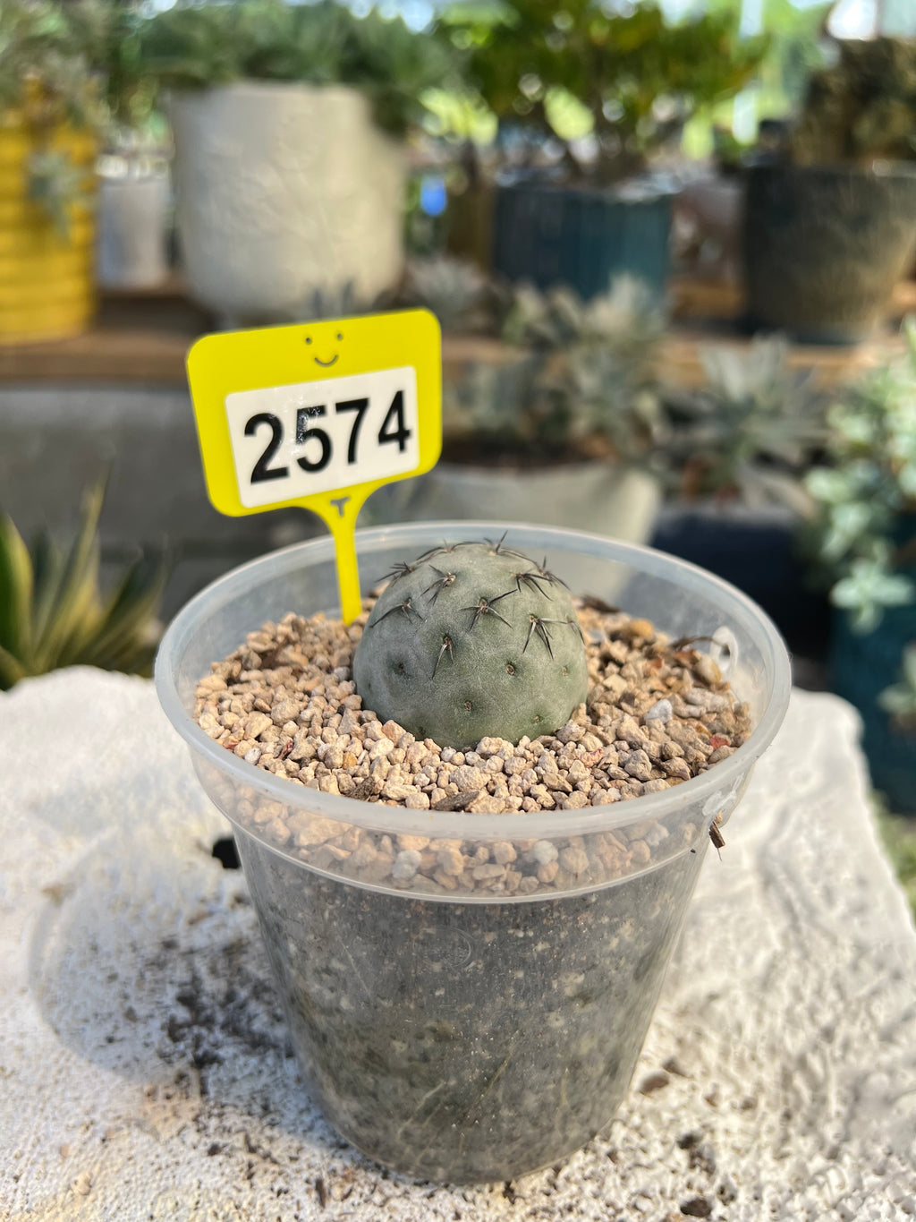 Tephrocactus #2574