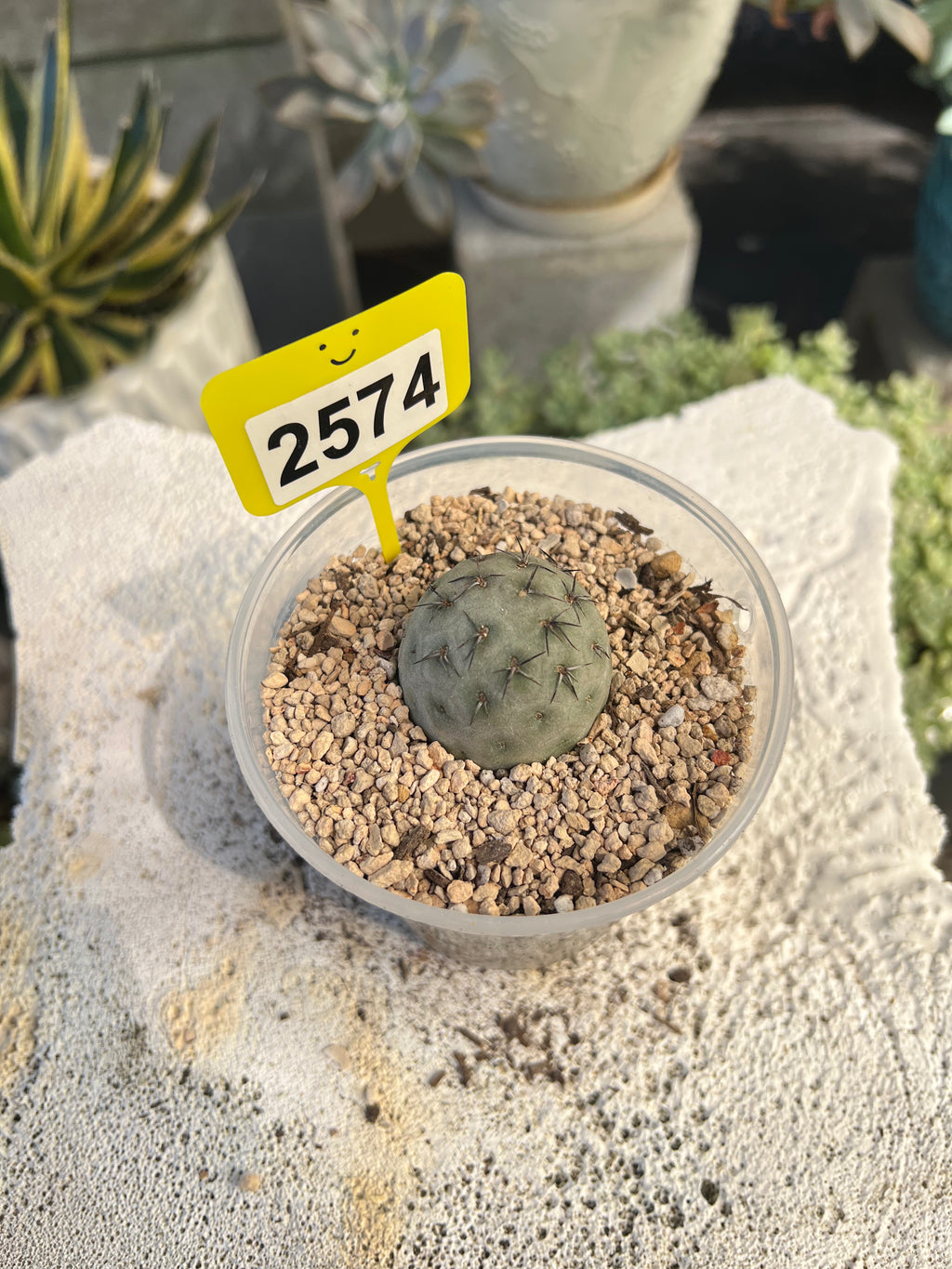 Tephrocactus #2574