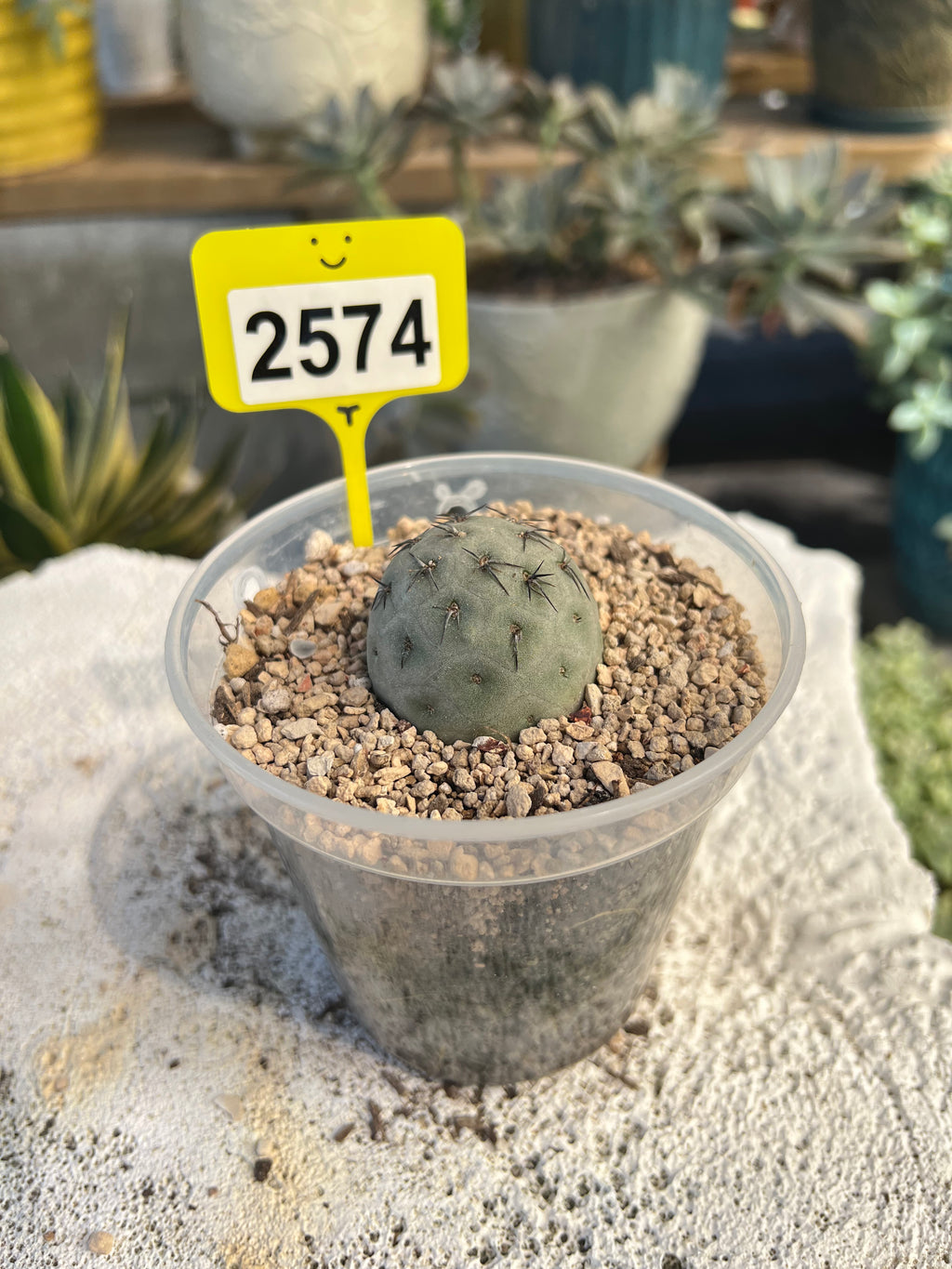 Tephrocactus #2574