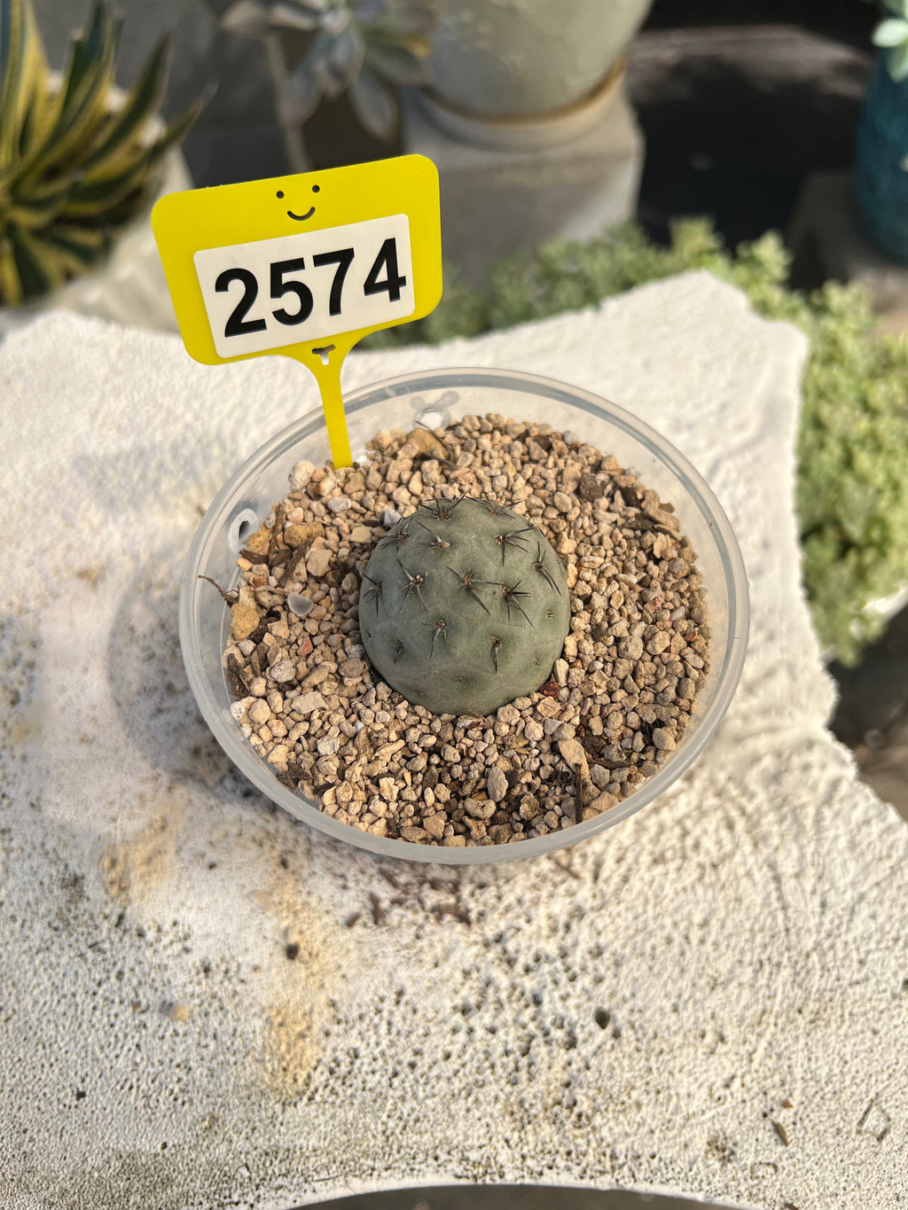 Tephrocactus #2574