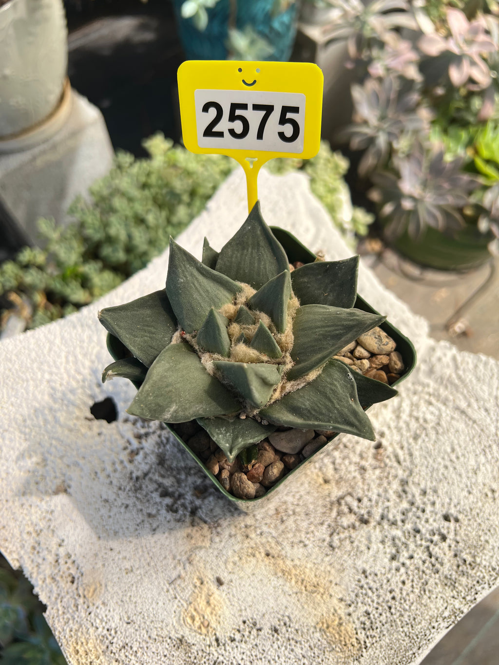Ariocarpus #2575