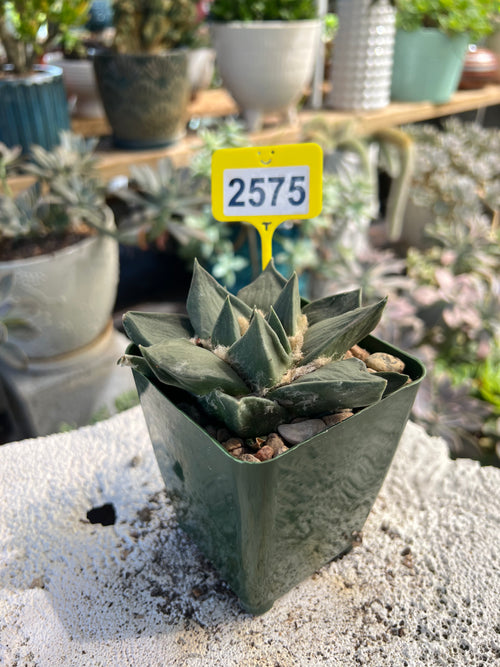 Ariocarpus #2575