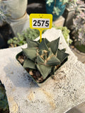 Ariocarpus #2575