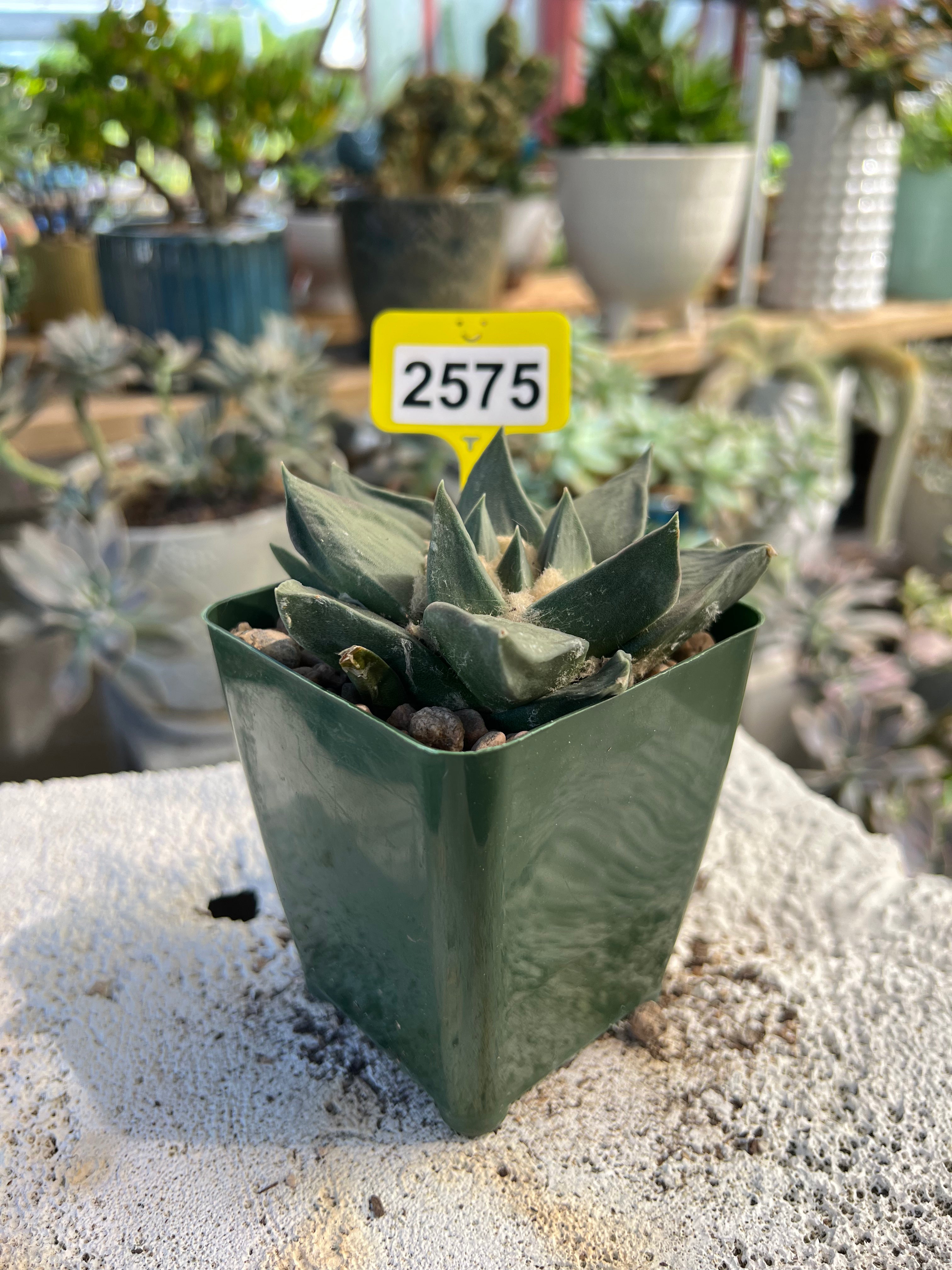 Ariocarpus #2575