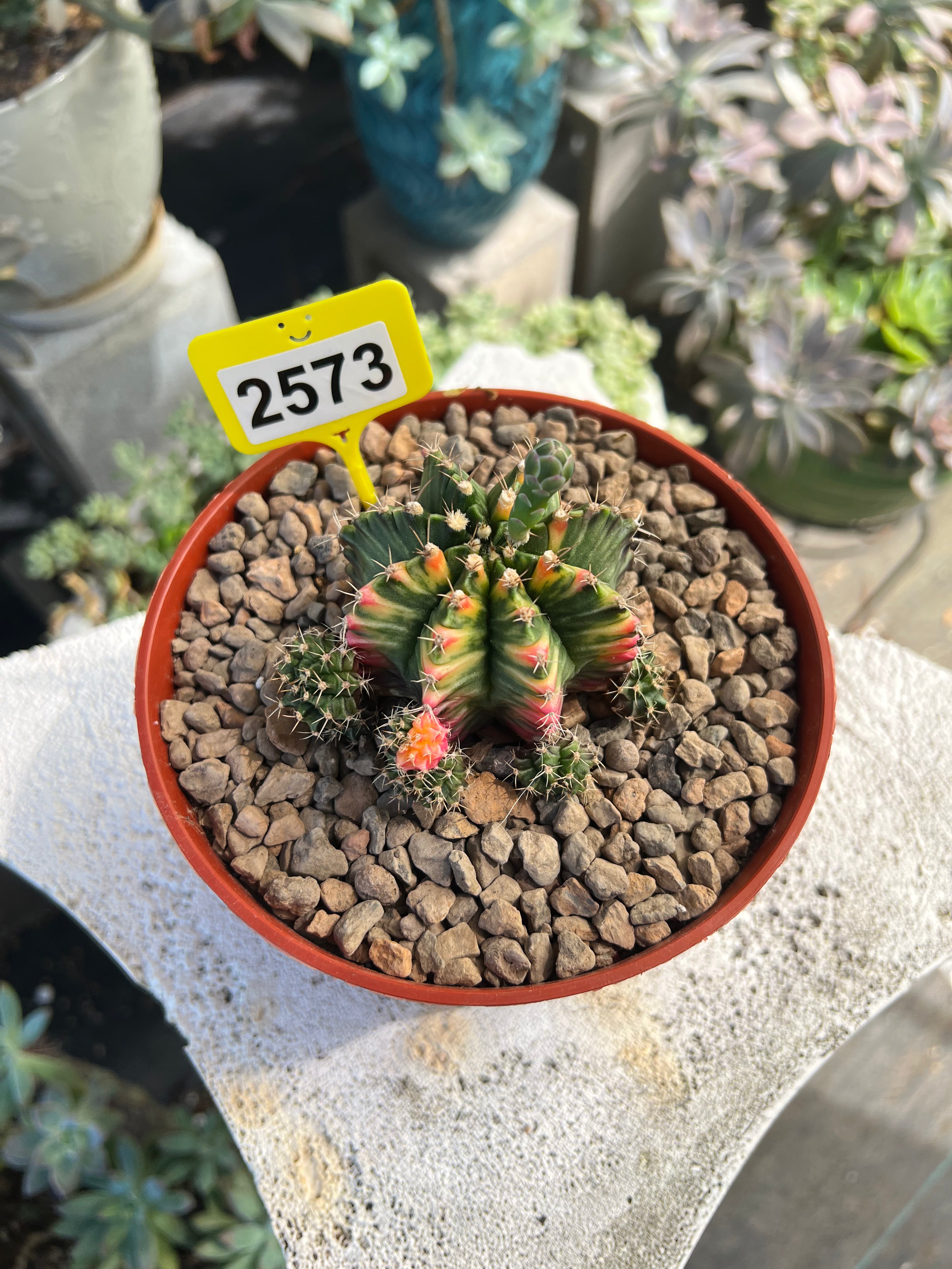 Variegated Gymnocalycium mihanovichii #2573