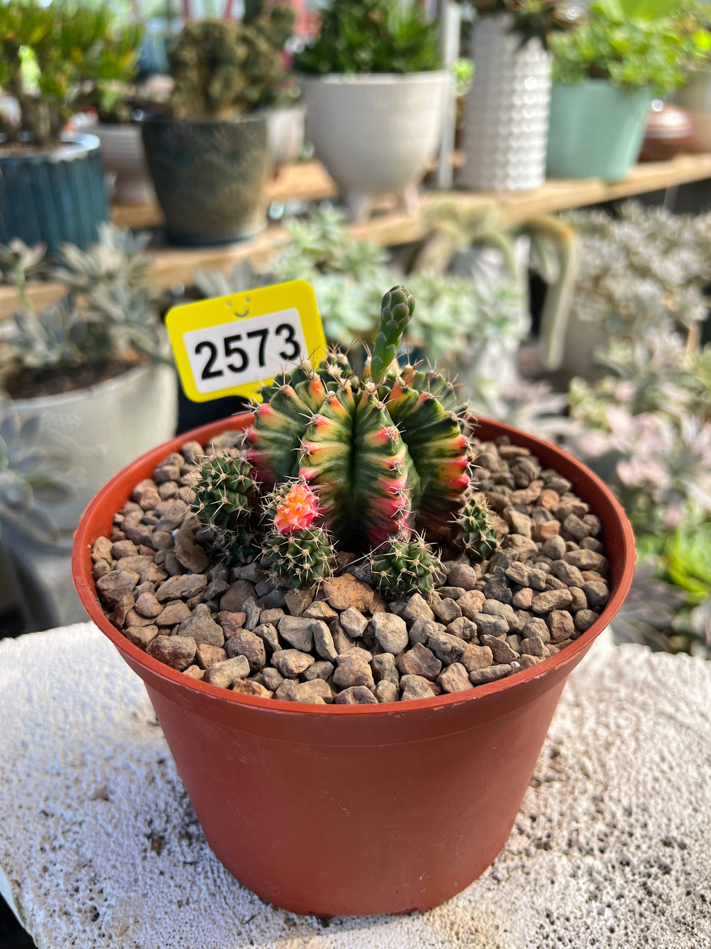 Variegated Gymnocalycium mihanovichii #2573