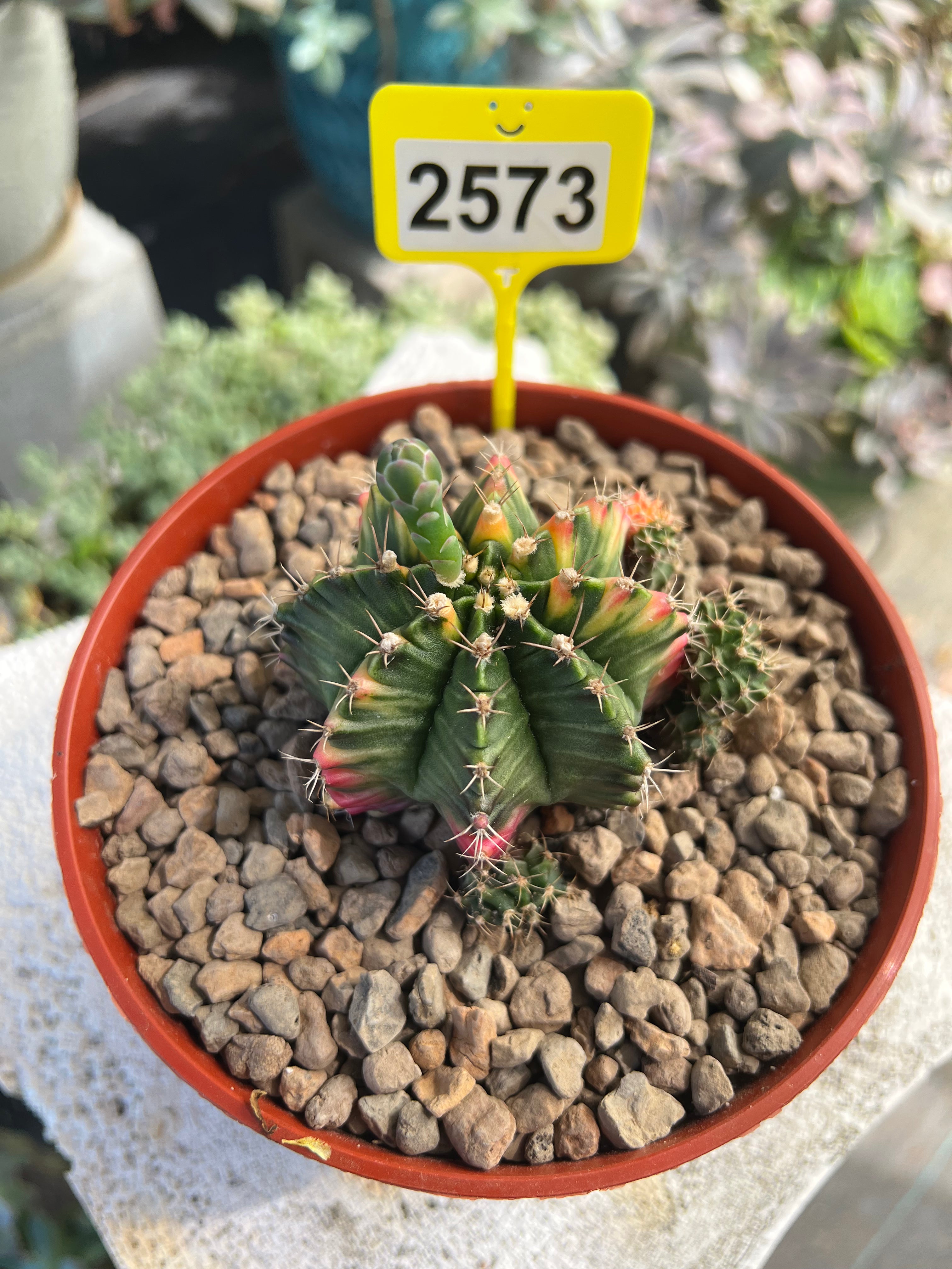 Variegated Gymnocalycium mihanovichii #2573