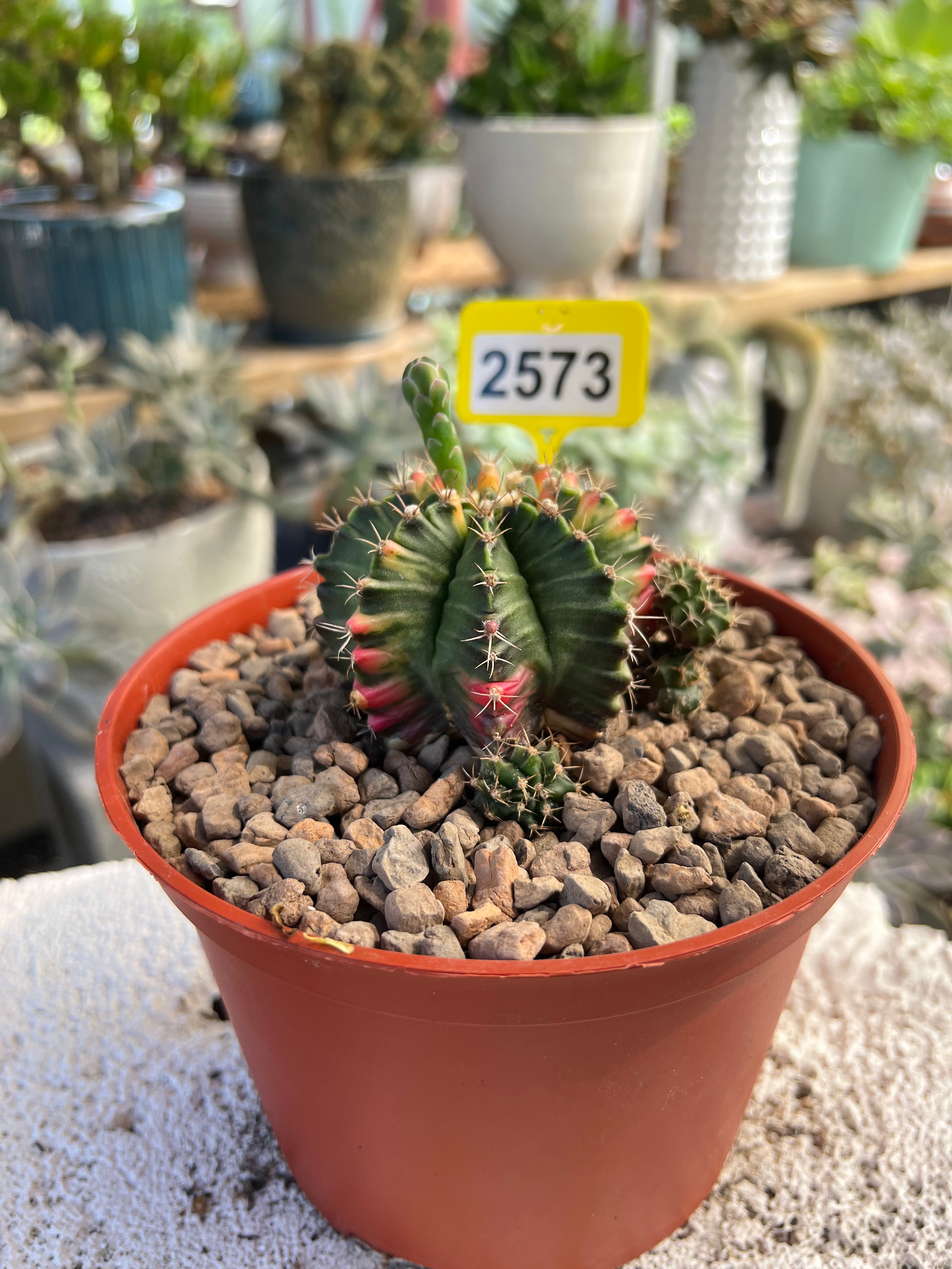 Variegated Gymnocalycium mihanovichii #2573