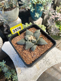 Ariocarpus #2576