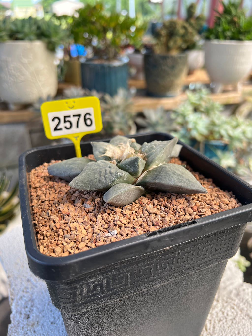 Ariocarpus #2576