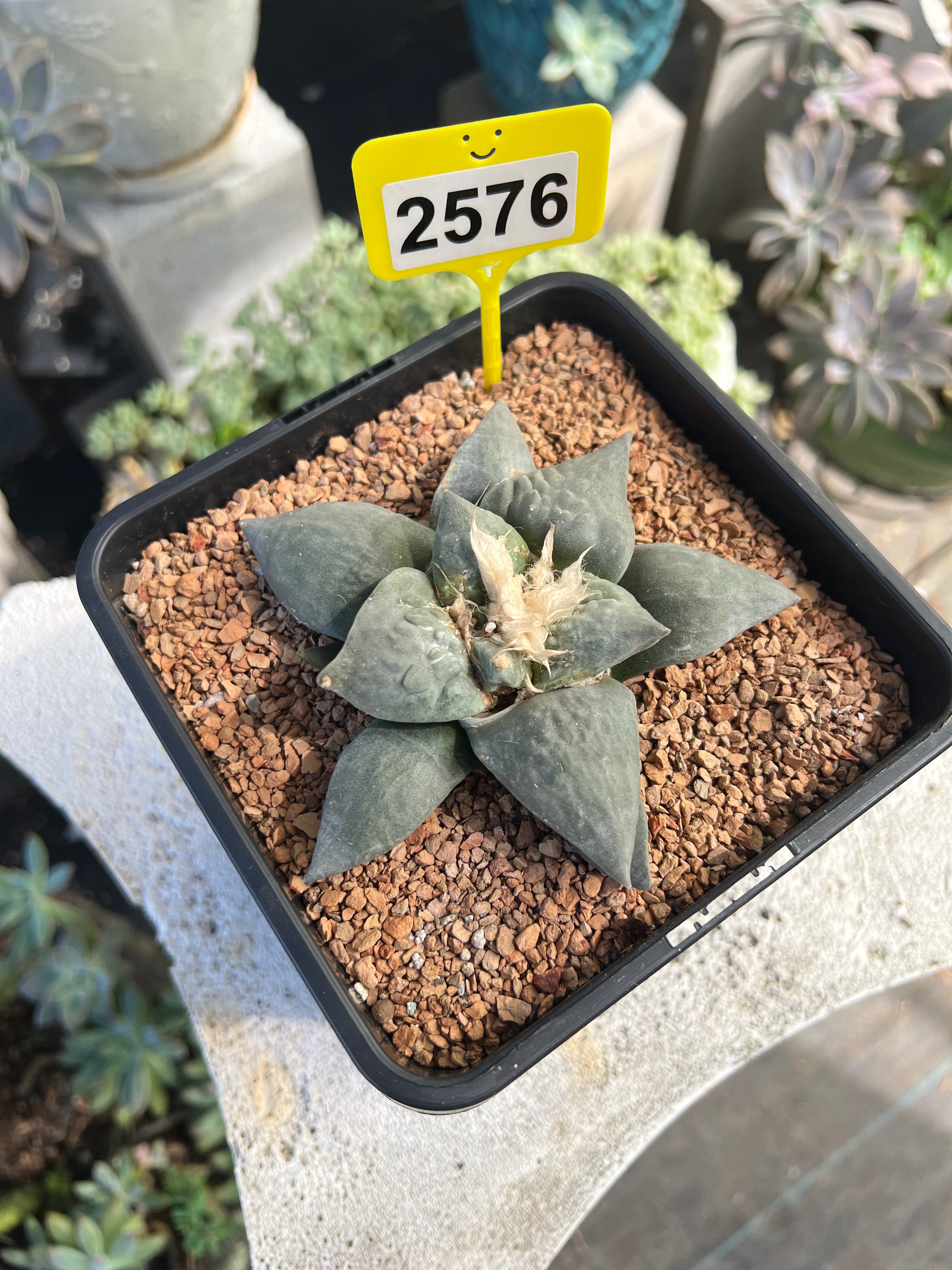 Ariocarpus #2576
