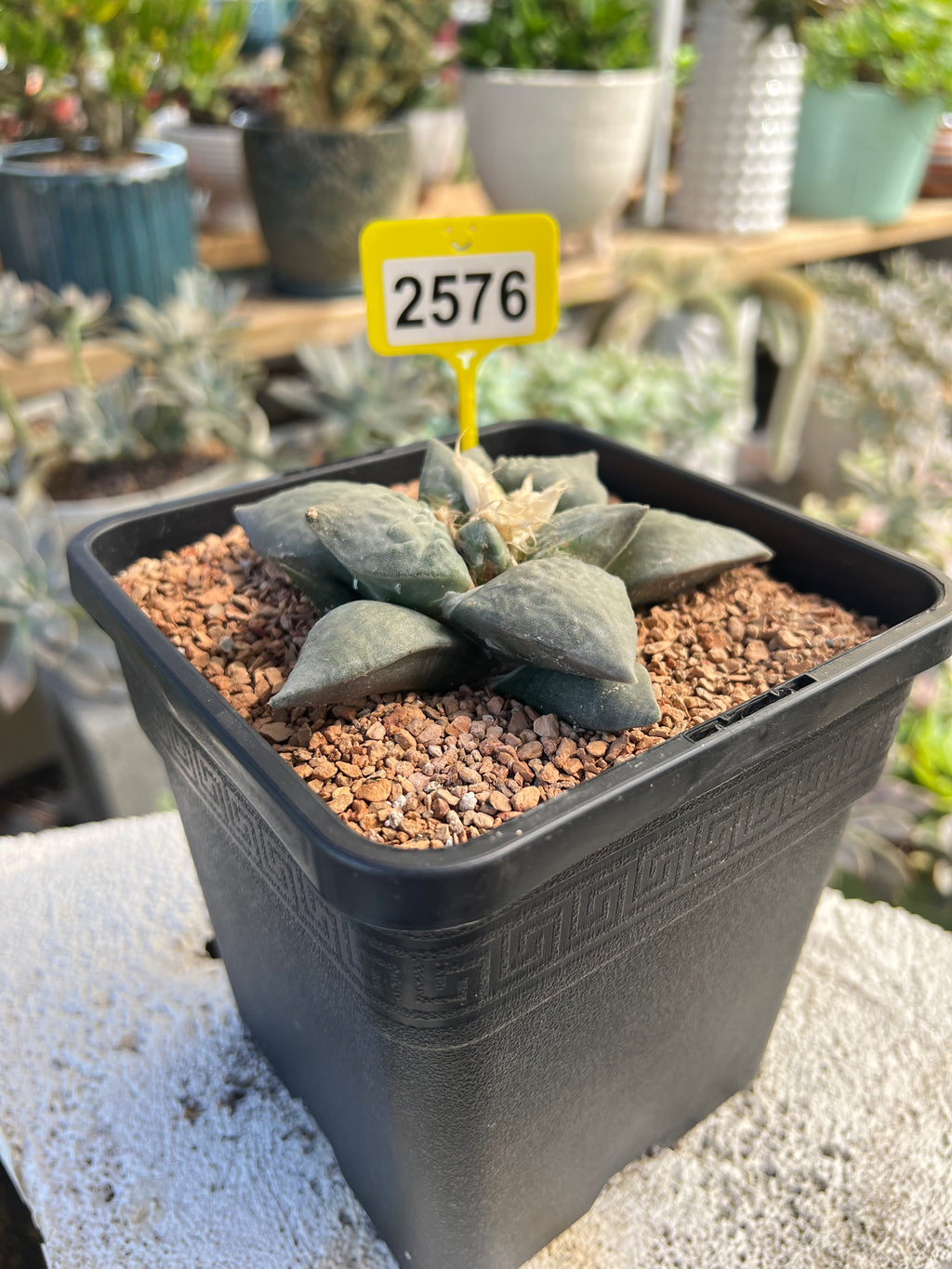 Ariocarpus #2576