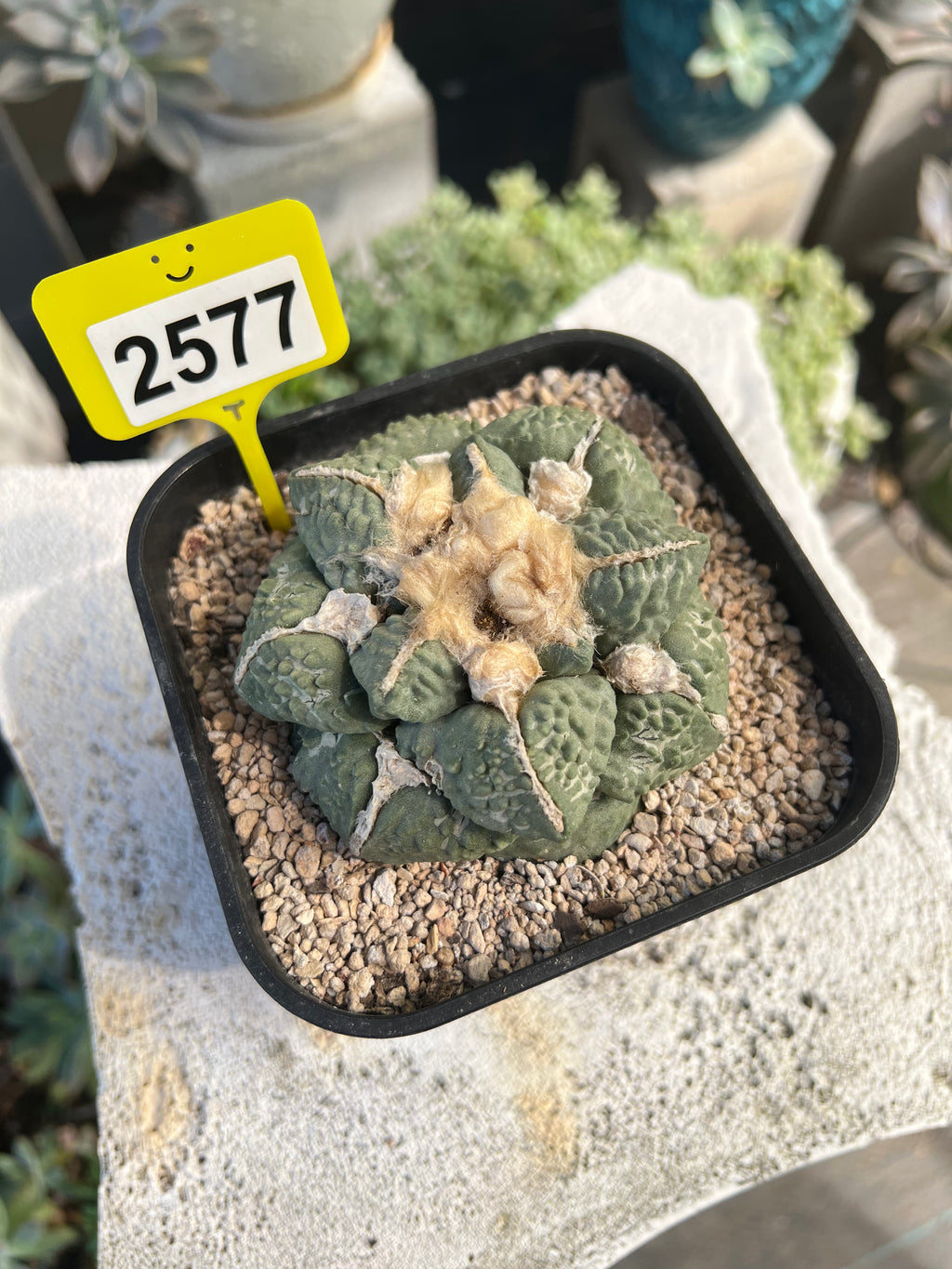 Ariocarpus #2577