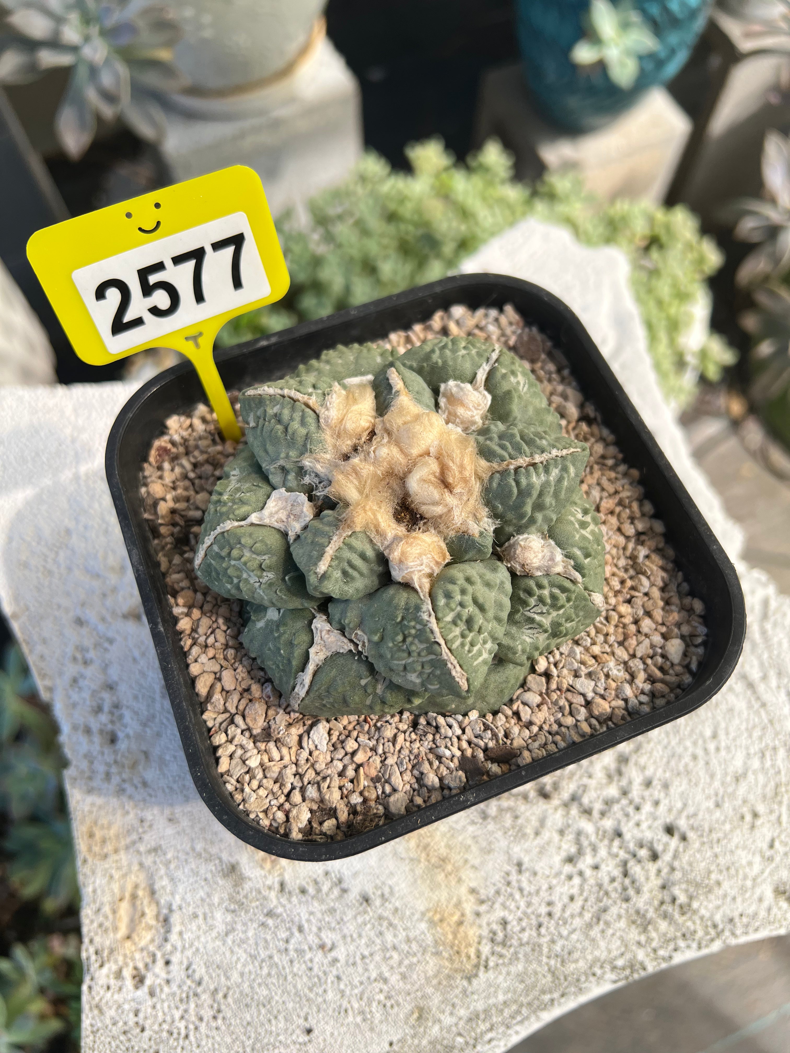 Ariocarpus #2577