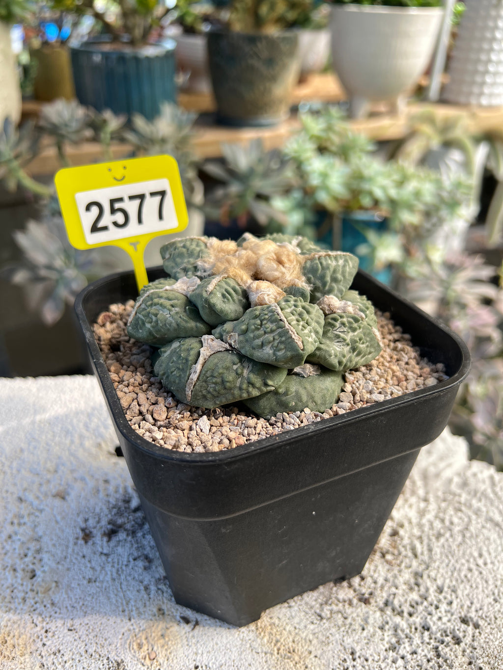 Ariocarpus #2577