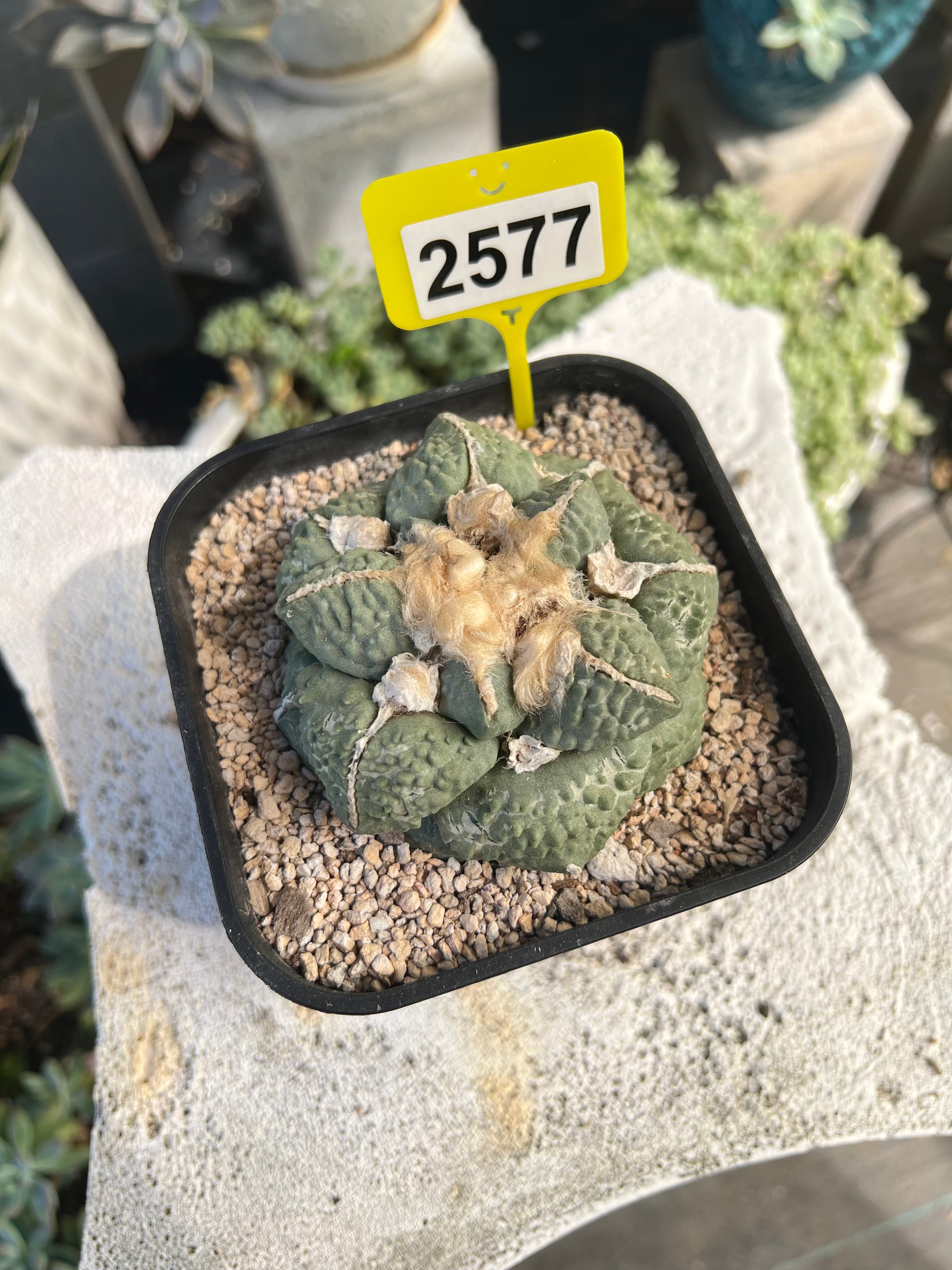 Ariocarpus #2577
