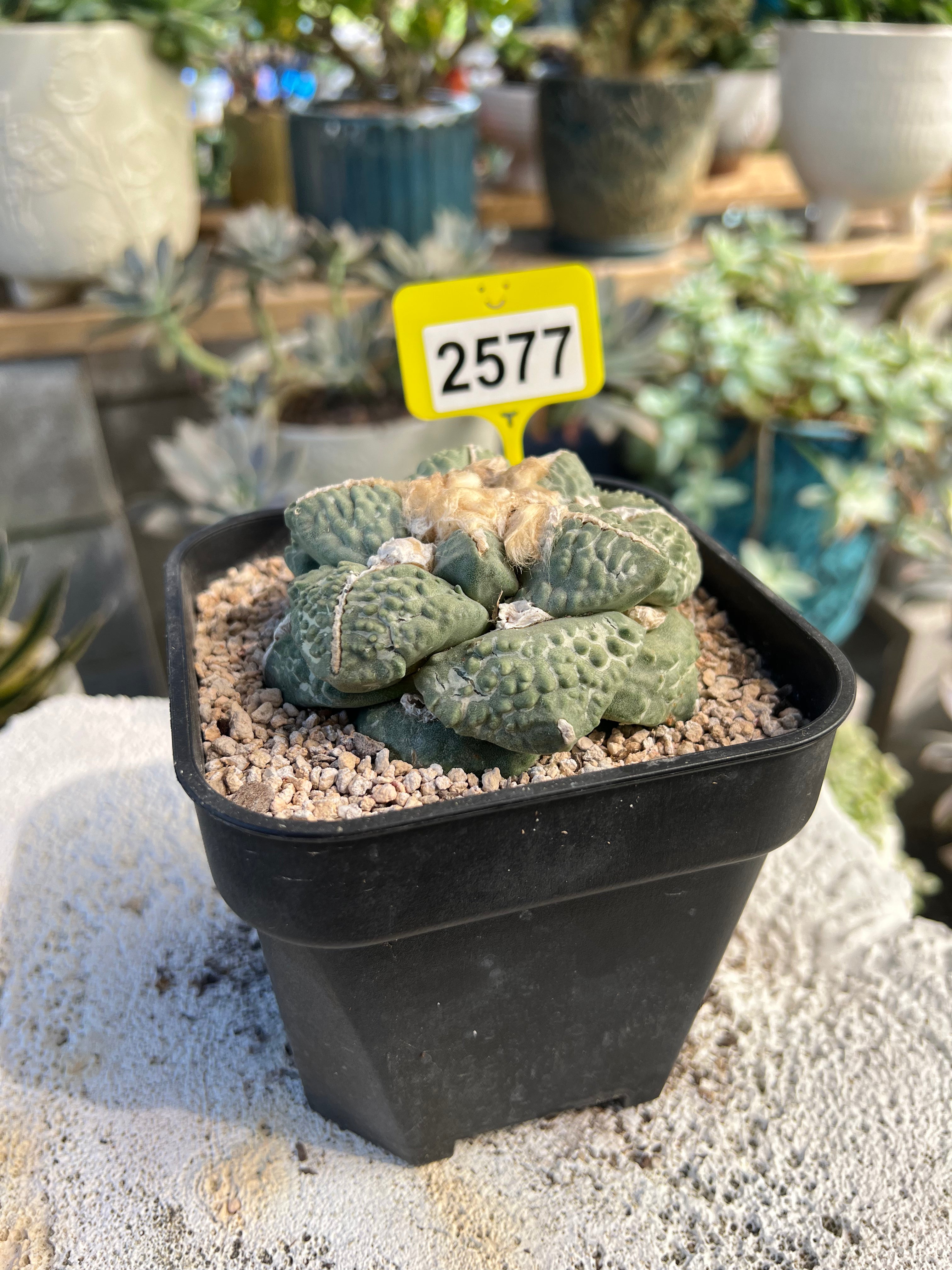 Ariocarpus #2577