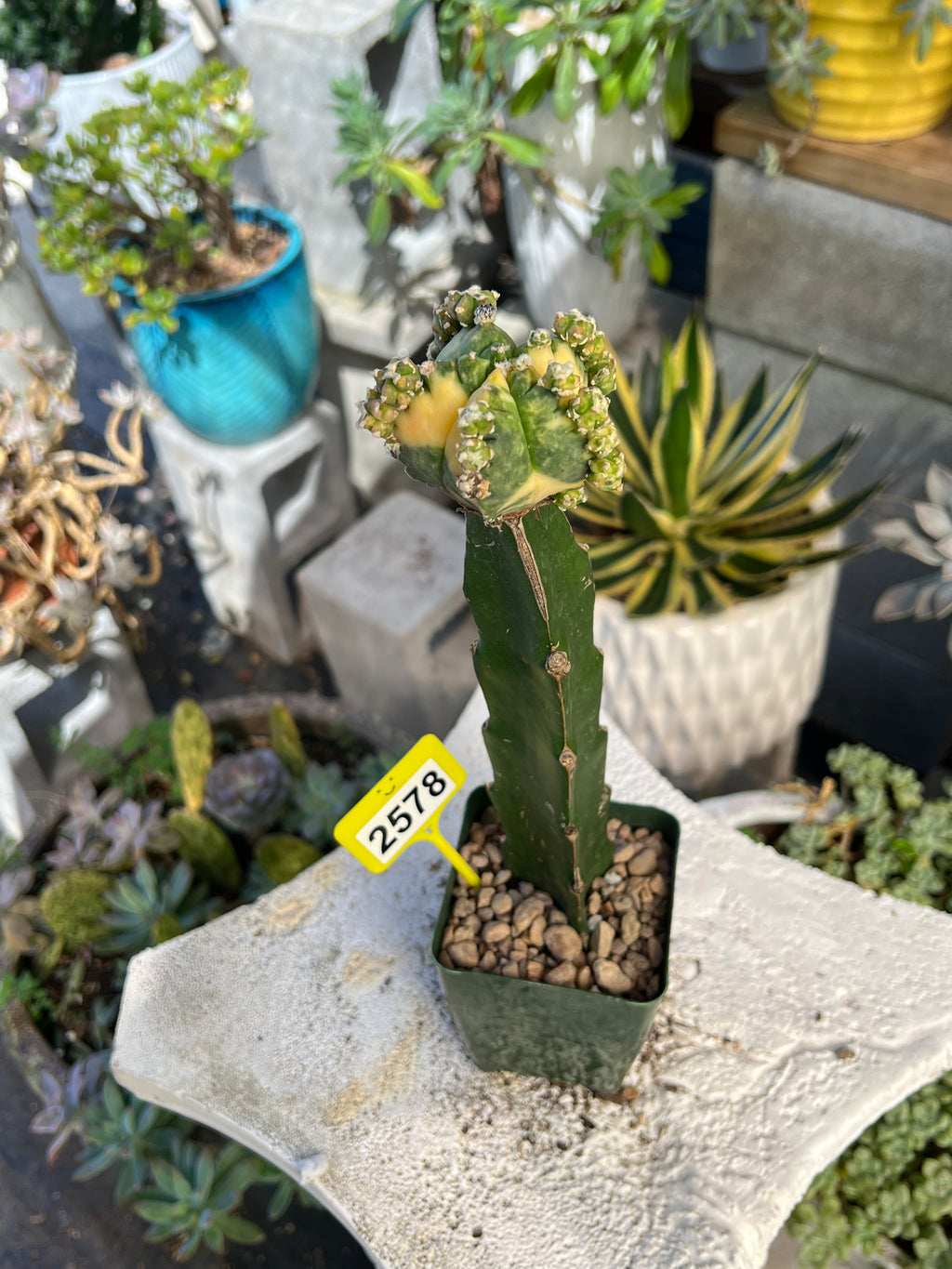 Grafted Variegated Astrophytum #2578