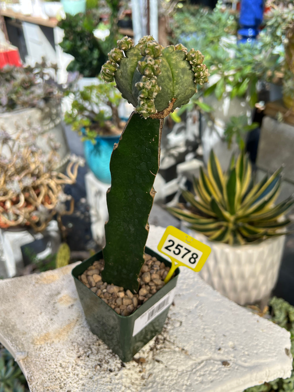 Grafted Variegated Astrophytum #2578