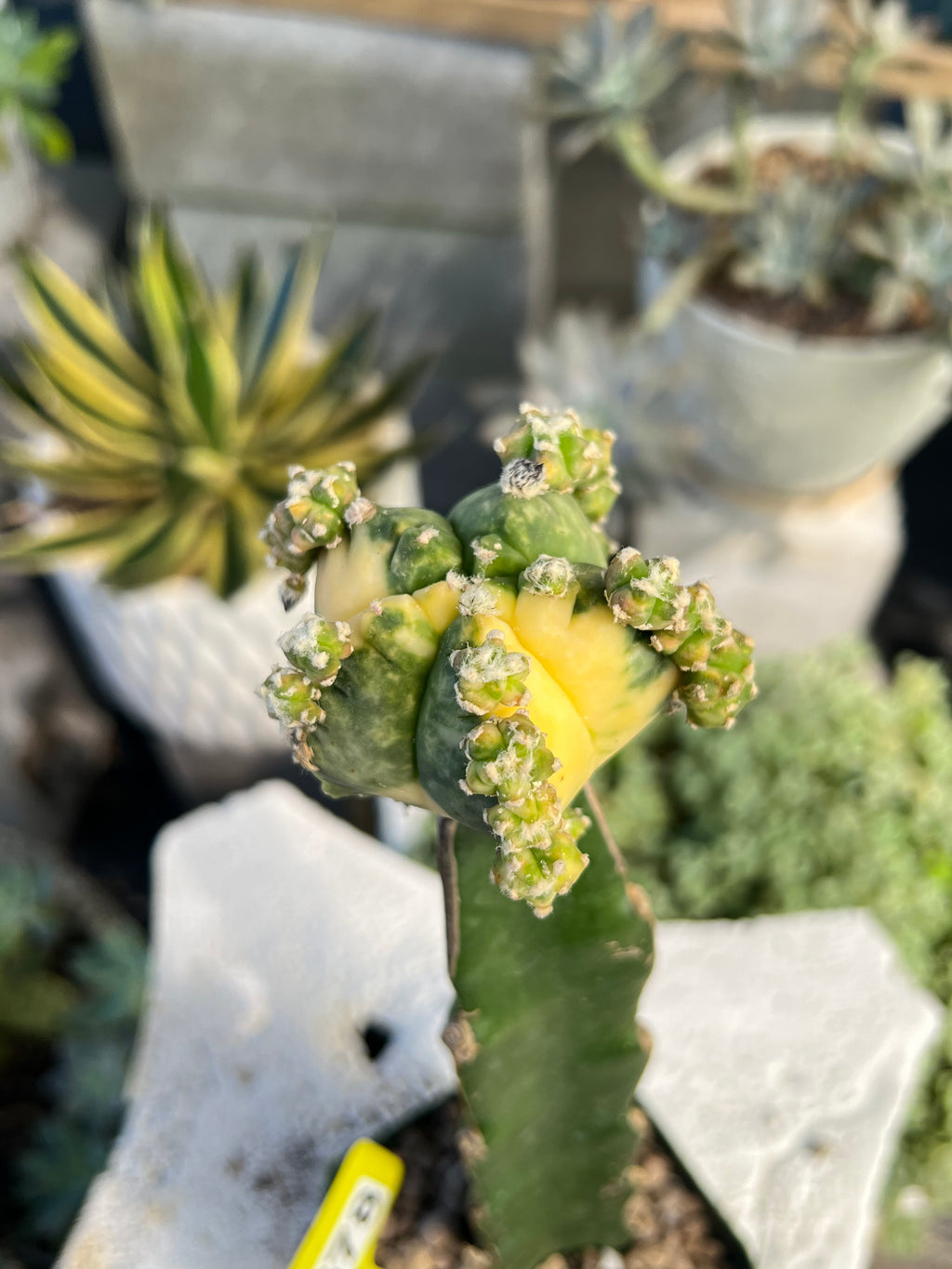 Grafted Variegated Astrophytum #2578