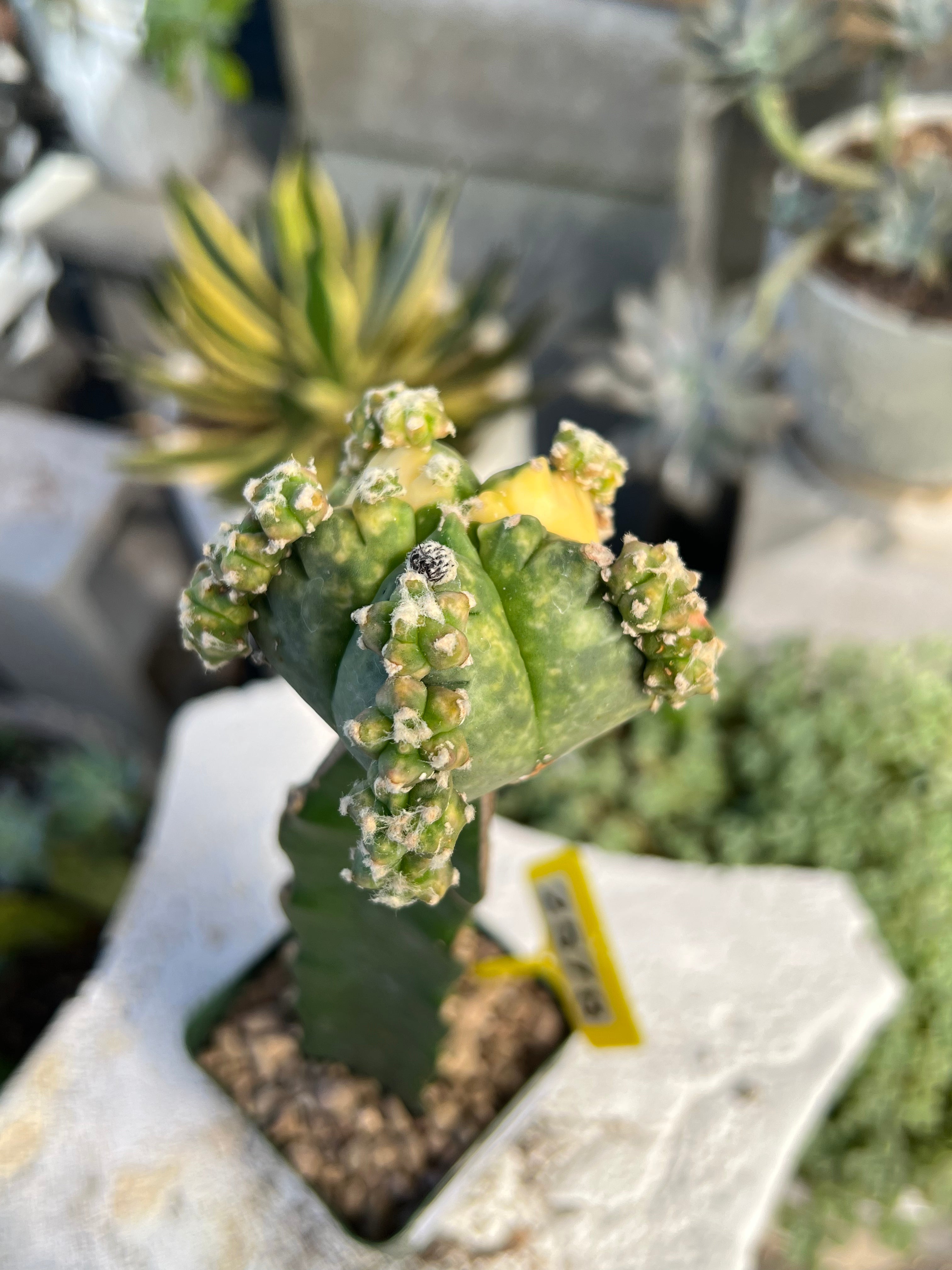 Grafted Variegated Astrophytum #2578