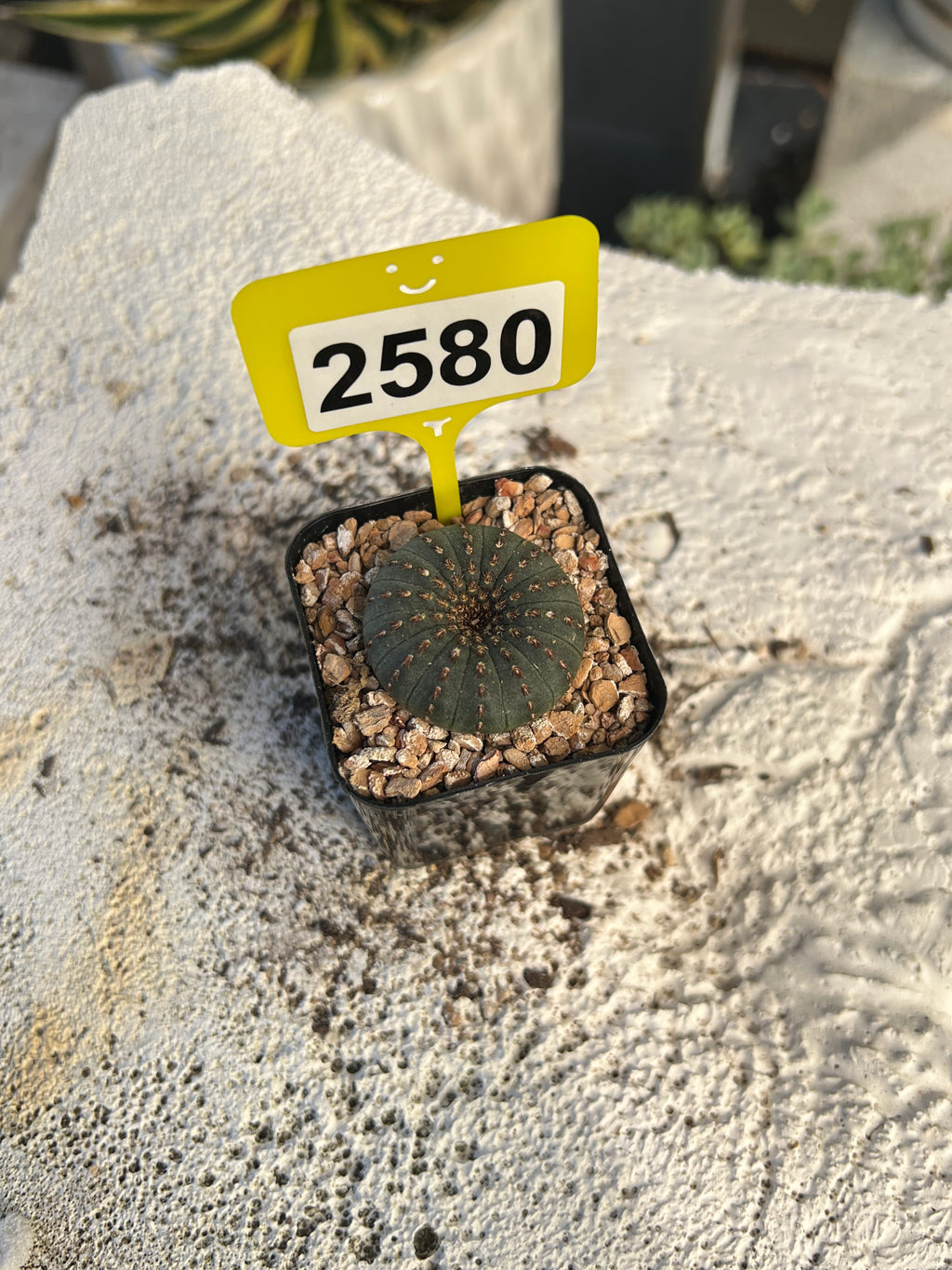 Frailea castanea #2580