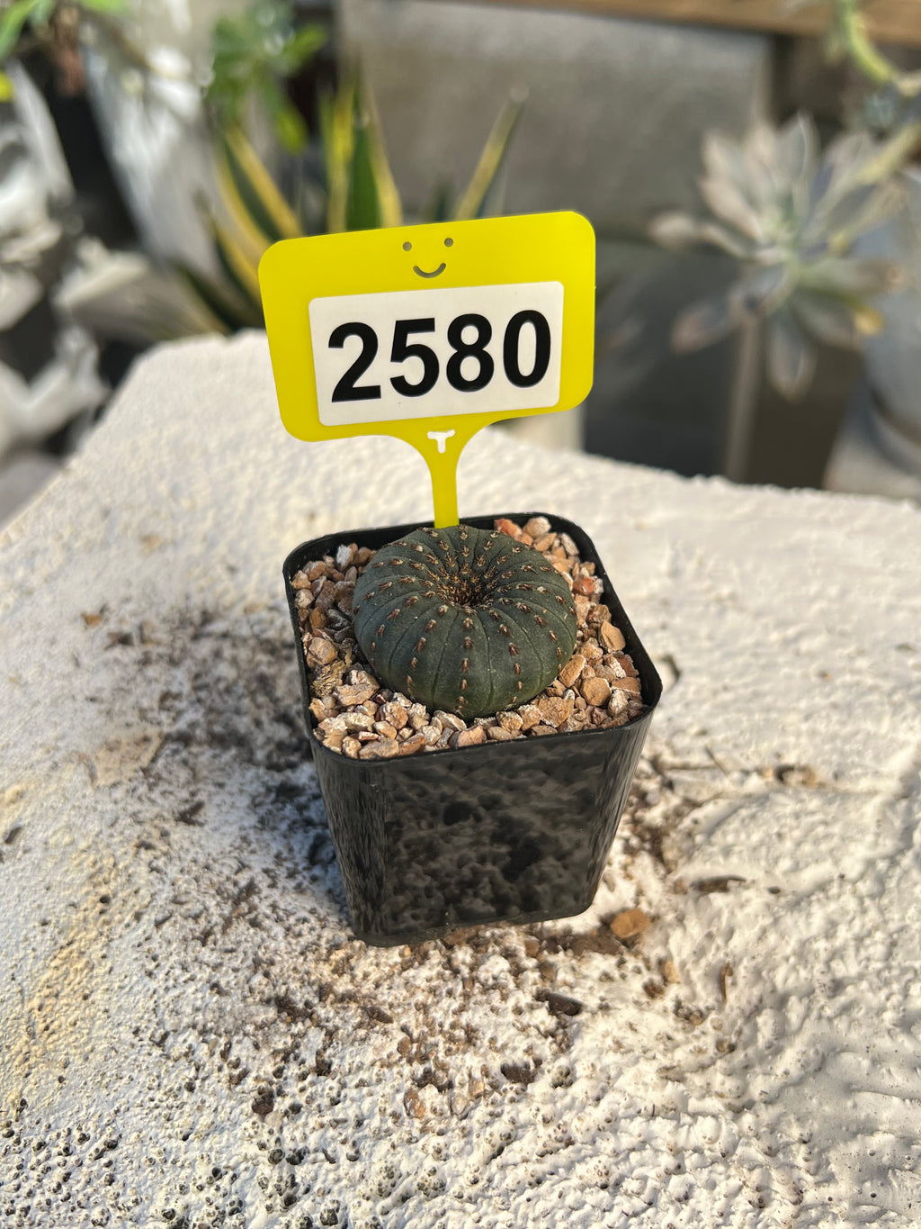 Frailea castanea #2580