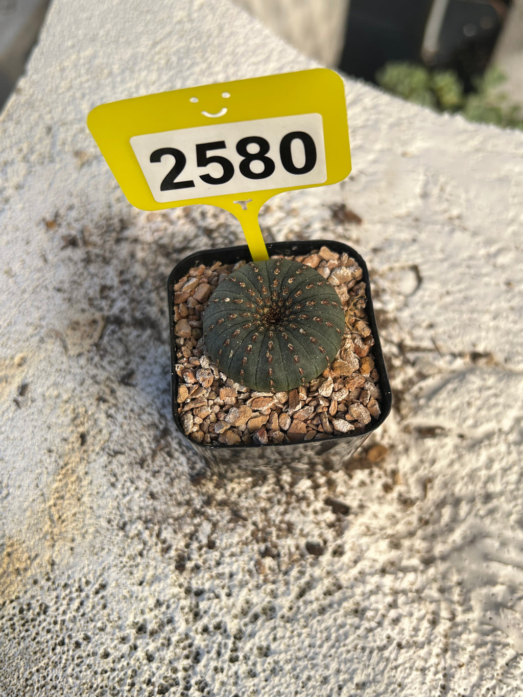 Frailea castanea #2580