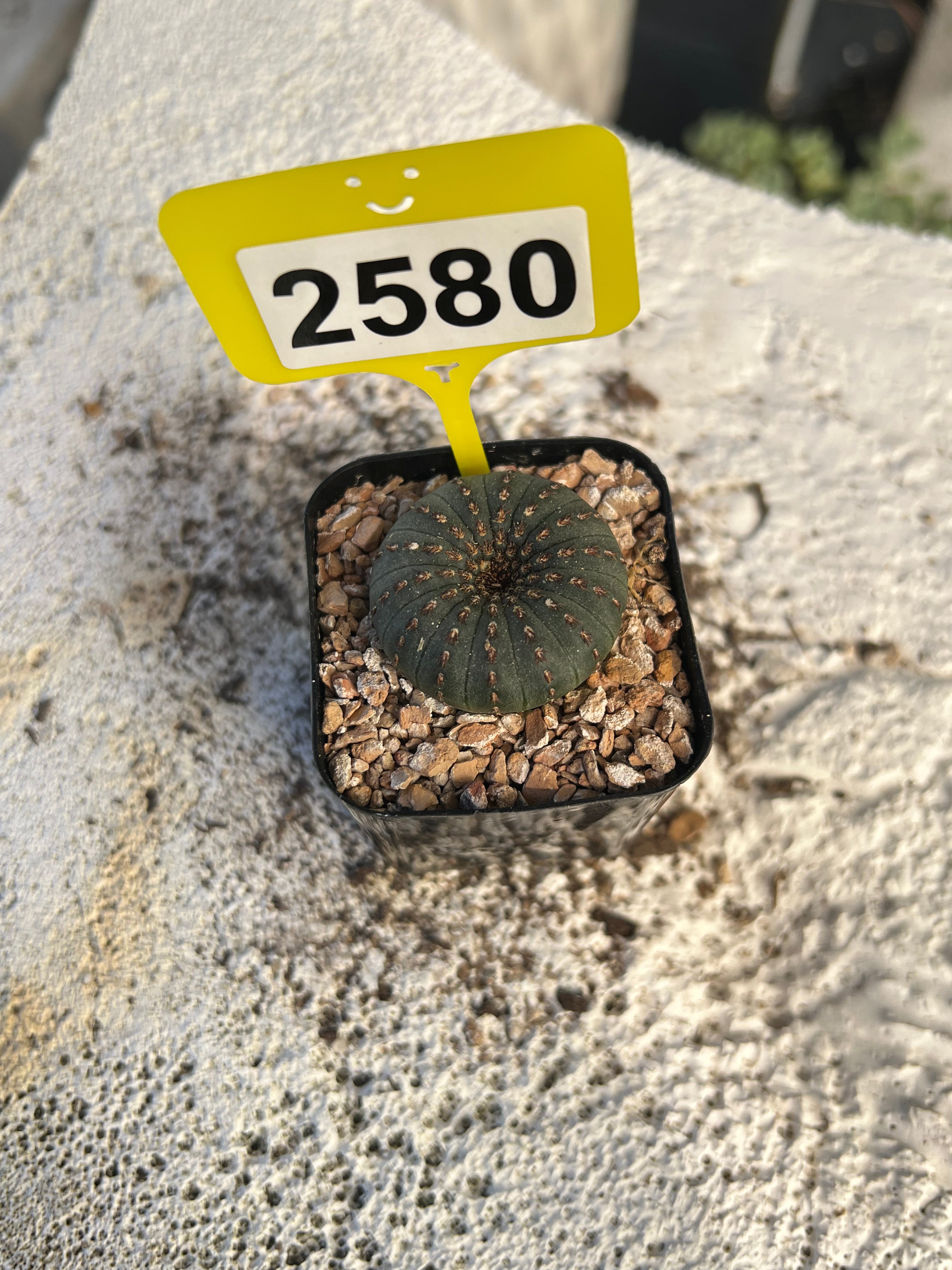 Frailea castanea #2580