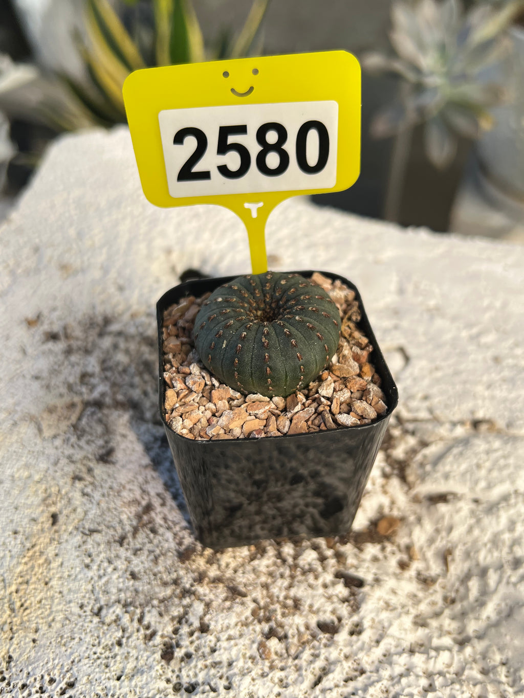 Frailea castanea #2580