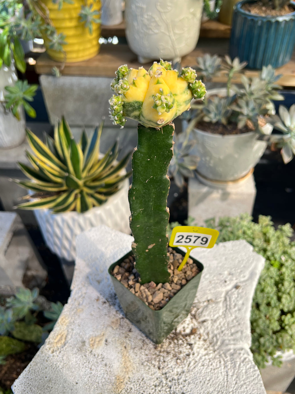 Grafted Variegated Astrophytum #2579