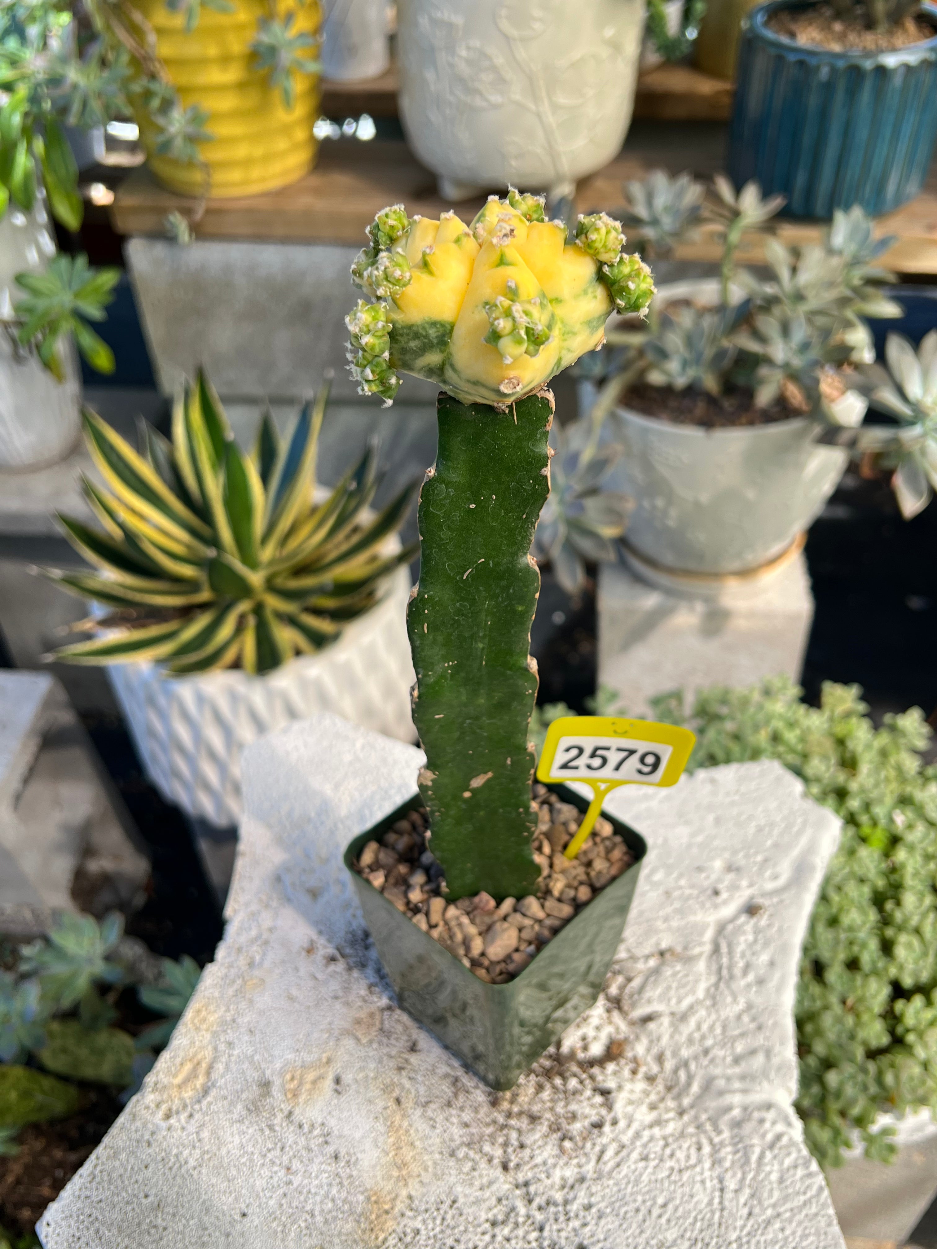 Grafted Variegated Astrophytum #2579