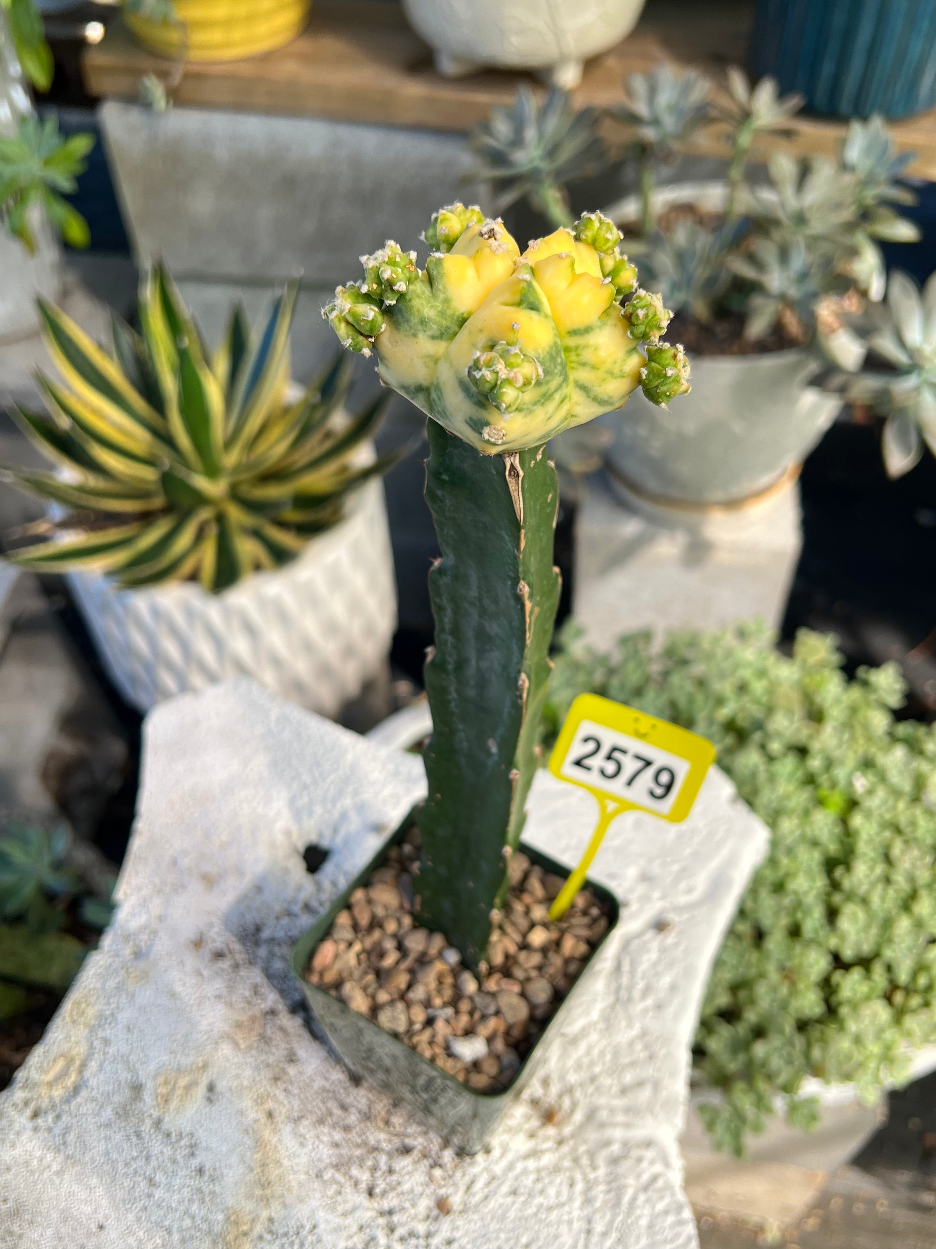 Grafted Variegated Astrophytum #2579
