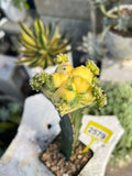 Grafted Variegated Astrophytum #2579