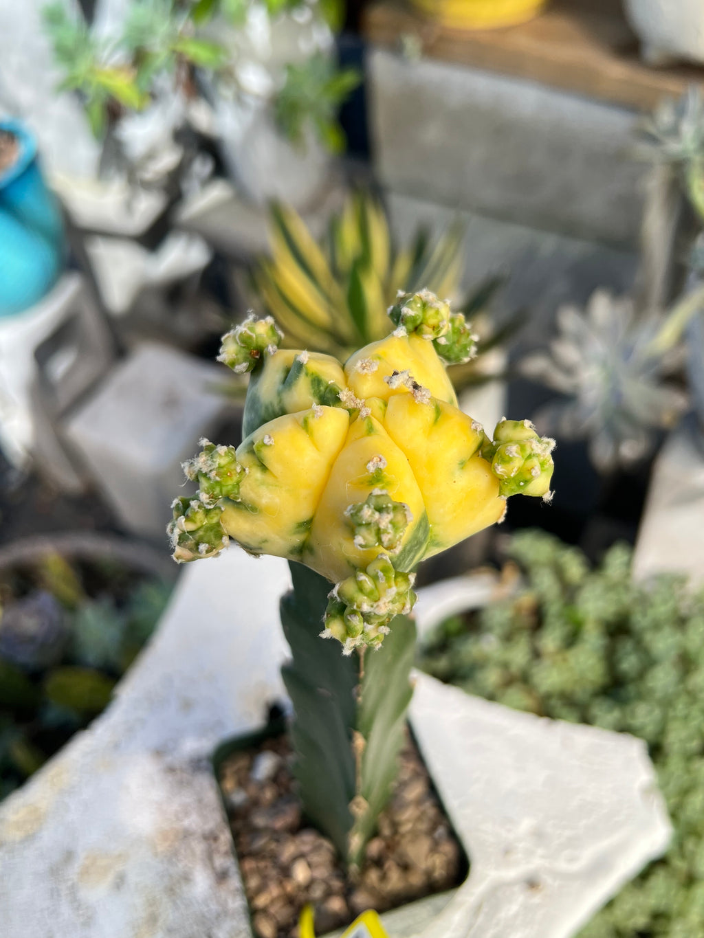 Grafted Variegated Astrophytum #2579